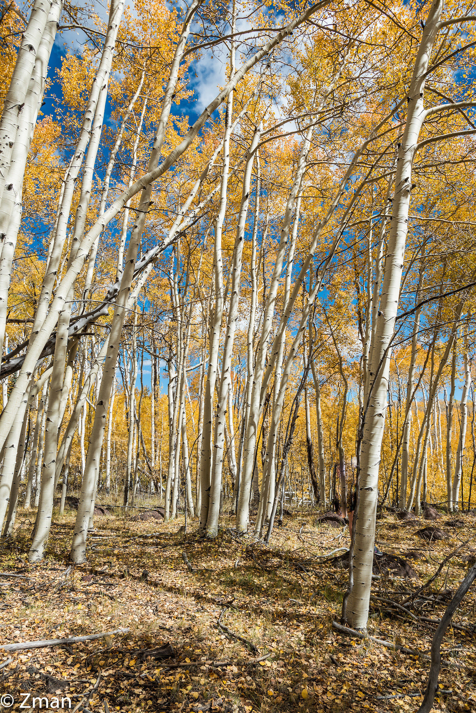 Aspen Trees