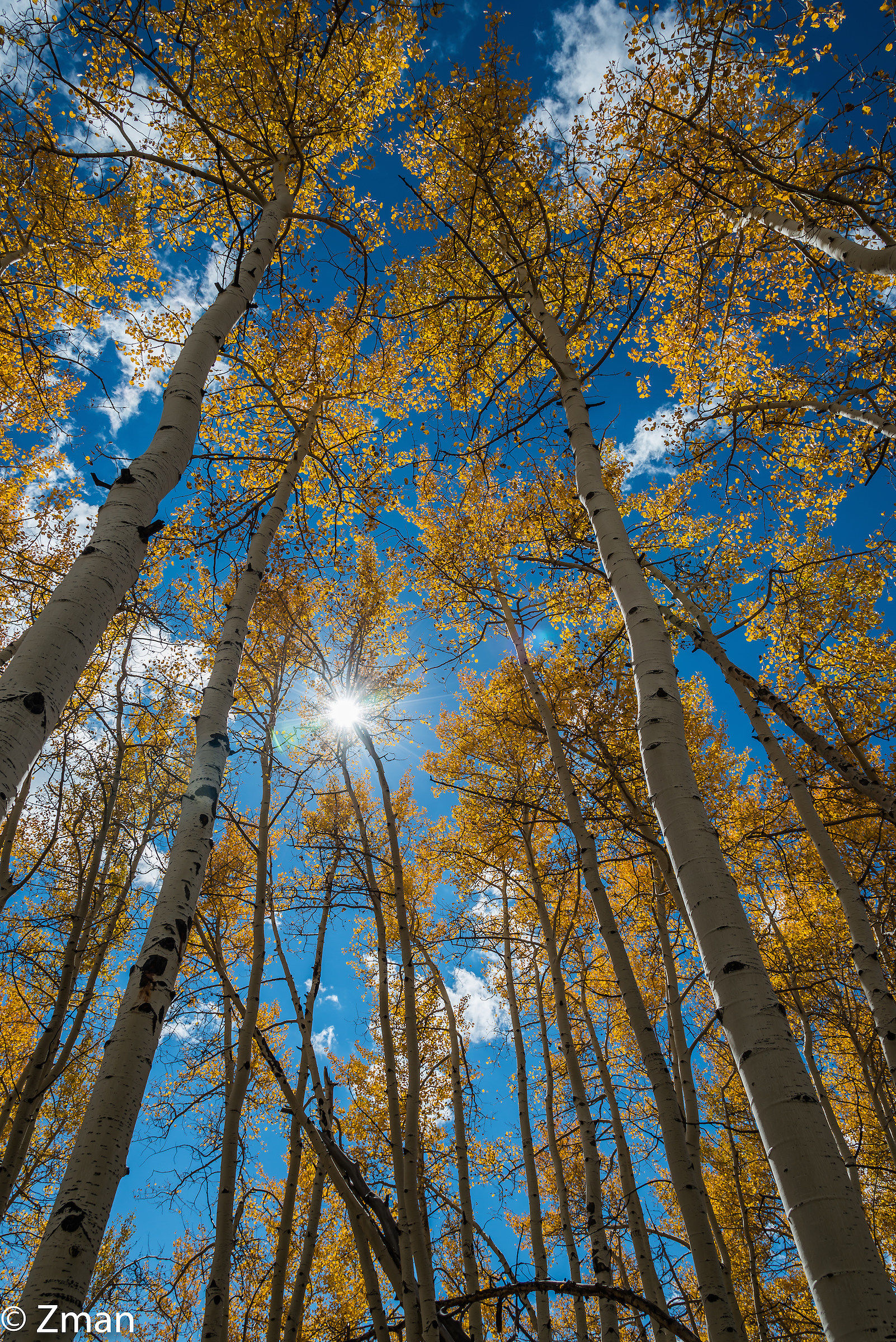 Aspen Trees
