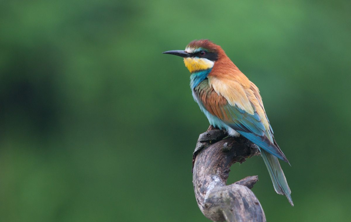 Merops apiaster - Gruccione
