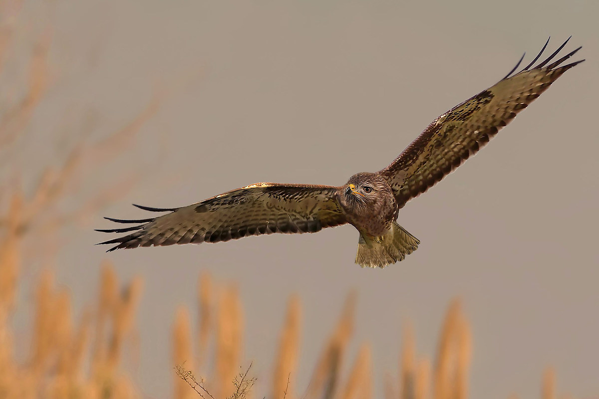 buzzard