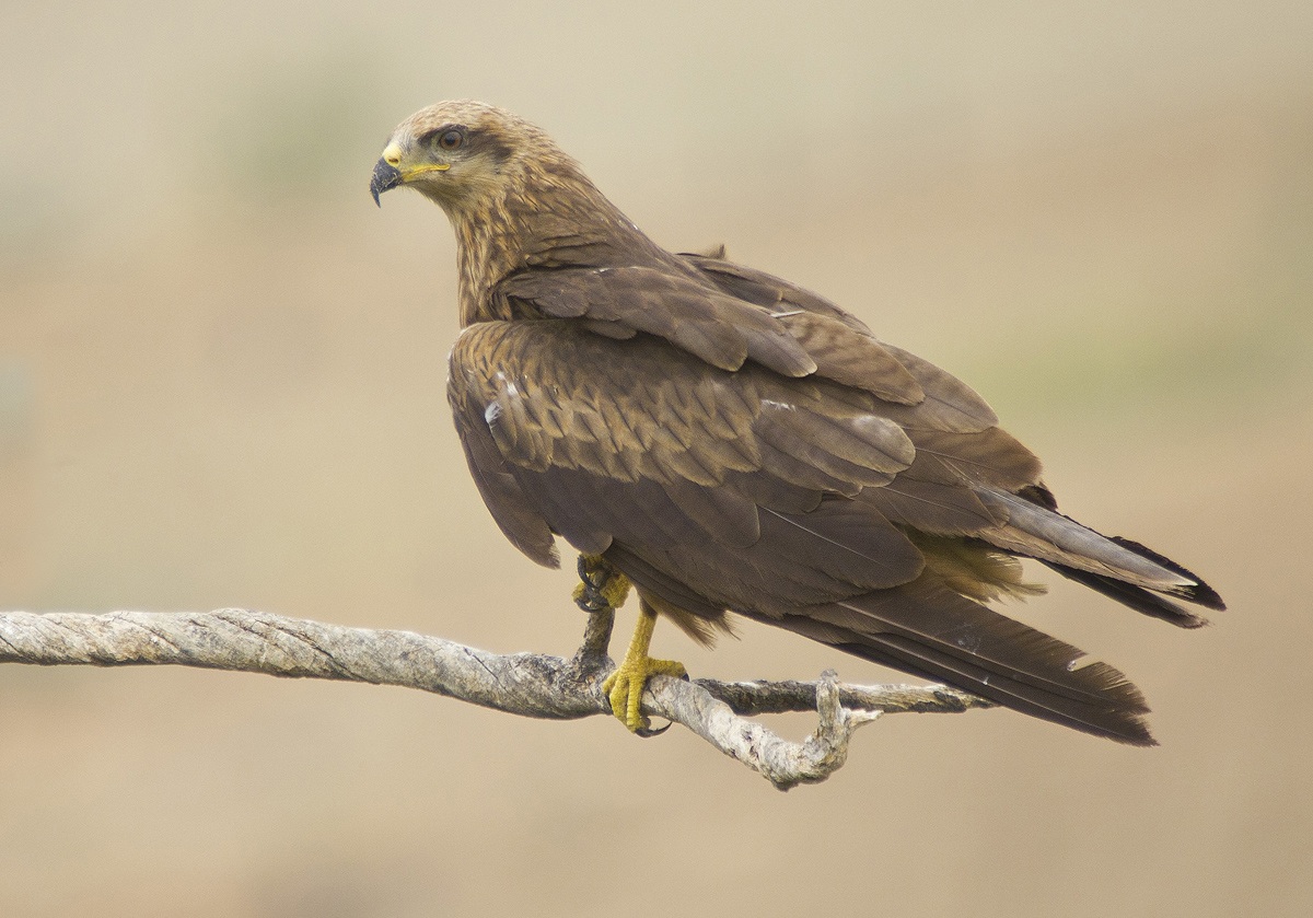 The Black Kite