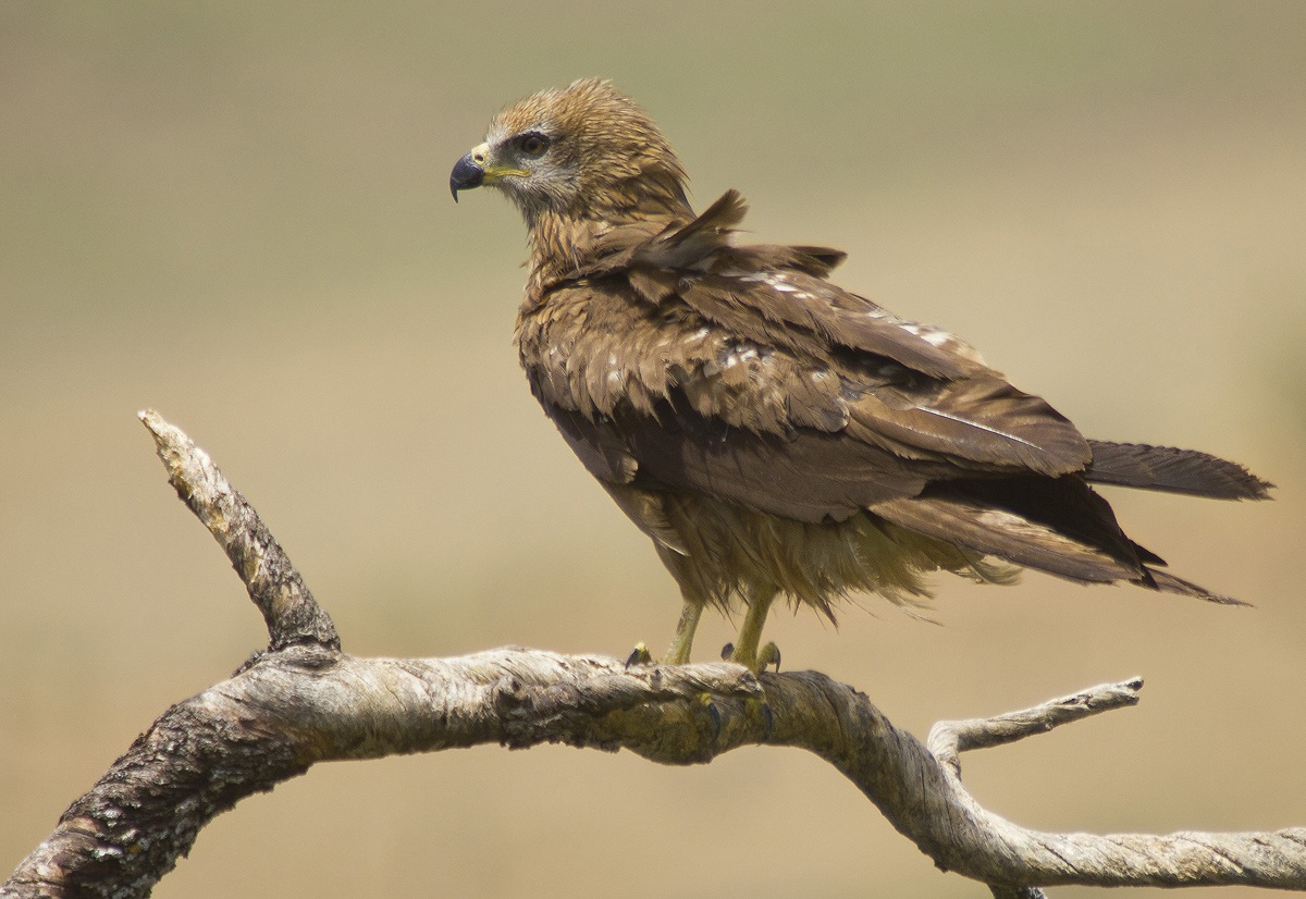 Black Kite II