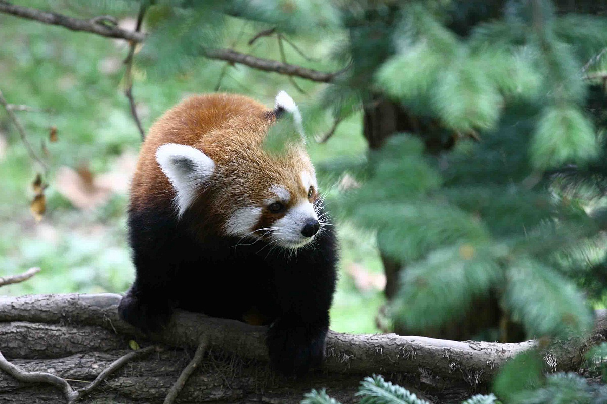 red panda