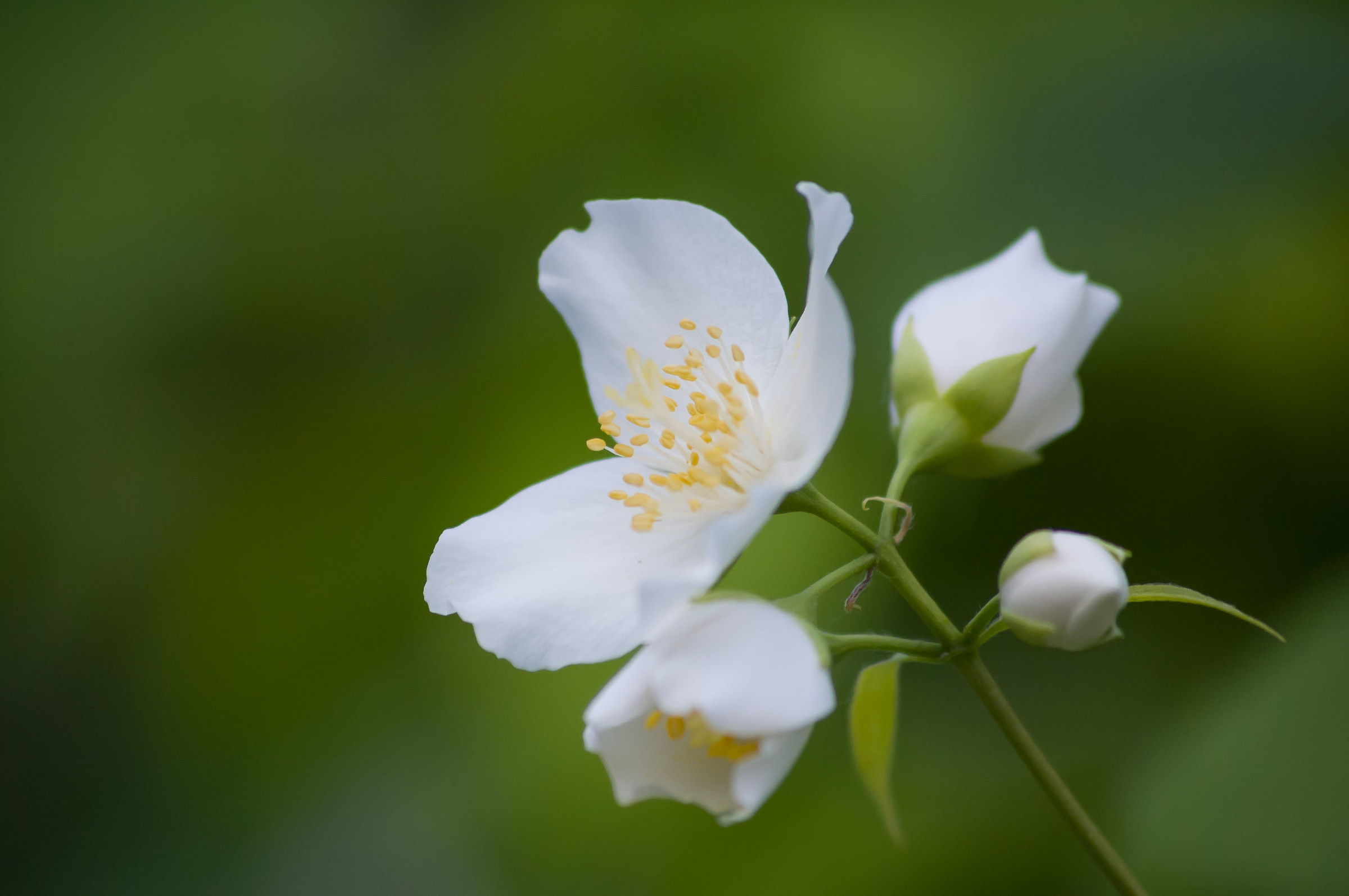 Fiori di Melo (credo)