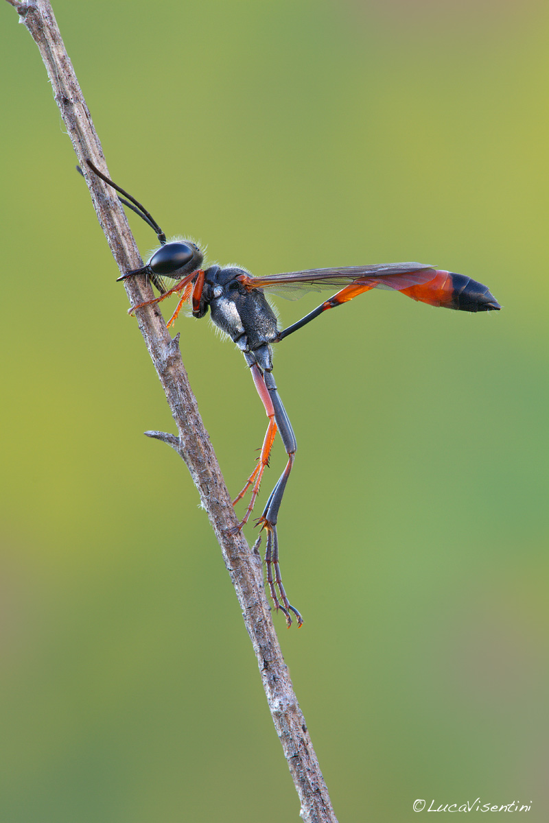 Ammophila heydeni