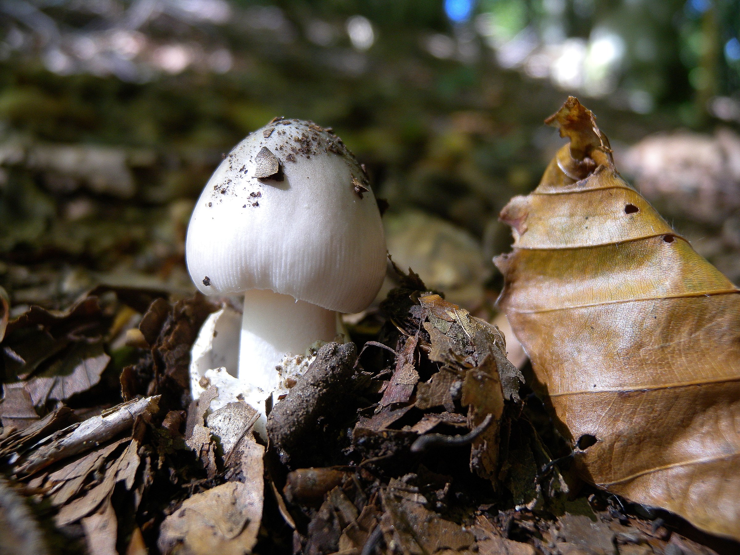 Emersione silenziosa