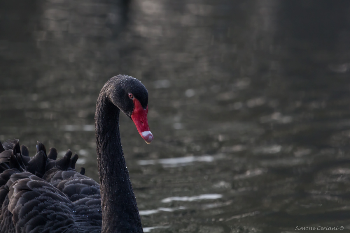 Cygnus Atratus- (Black Swan)