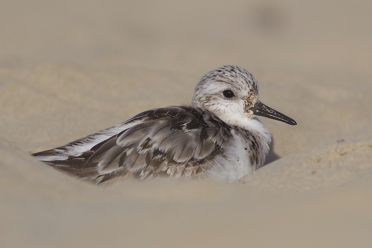 sanderling