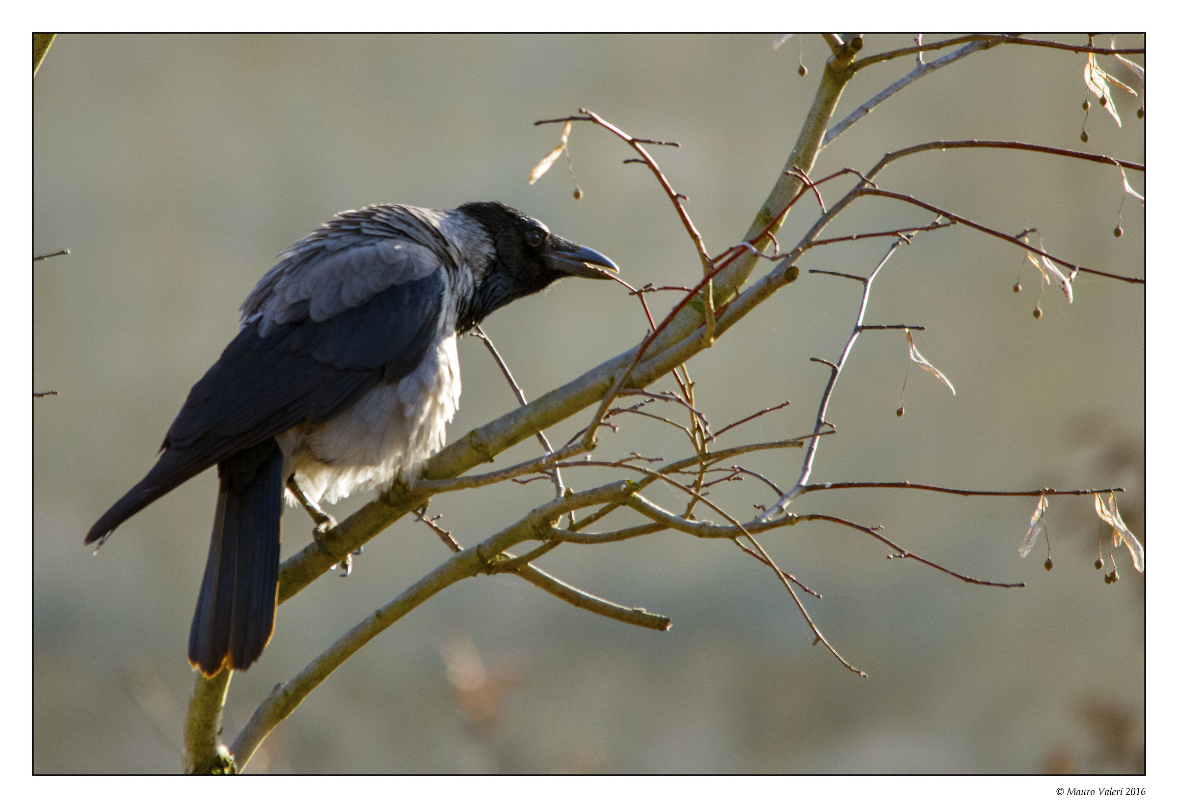 hooded crow