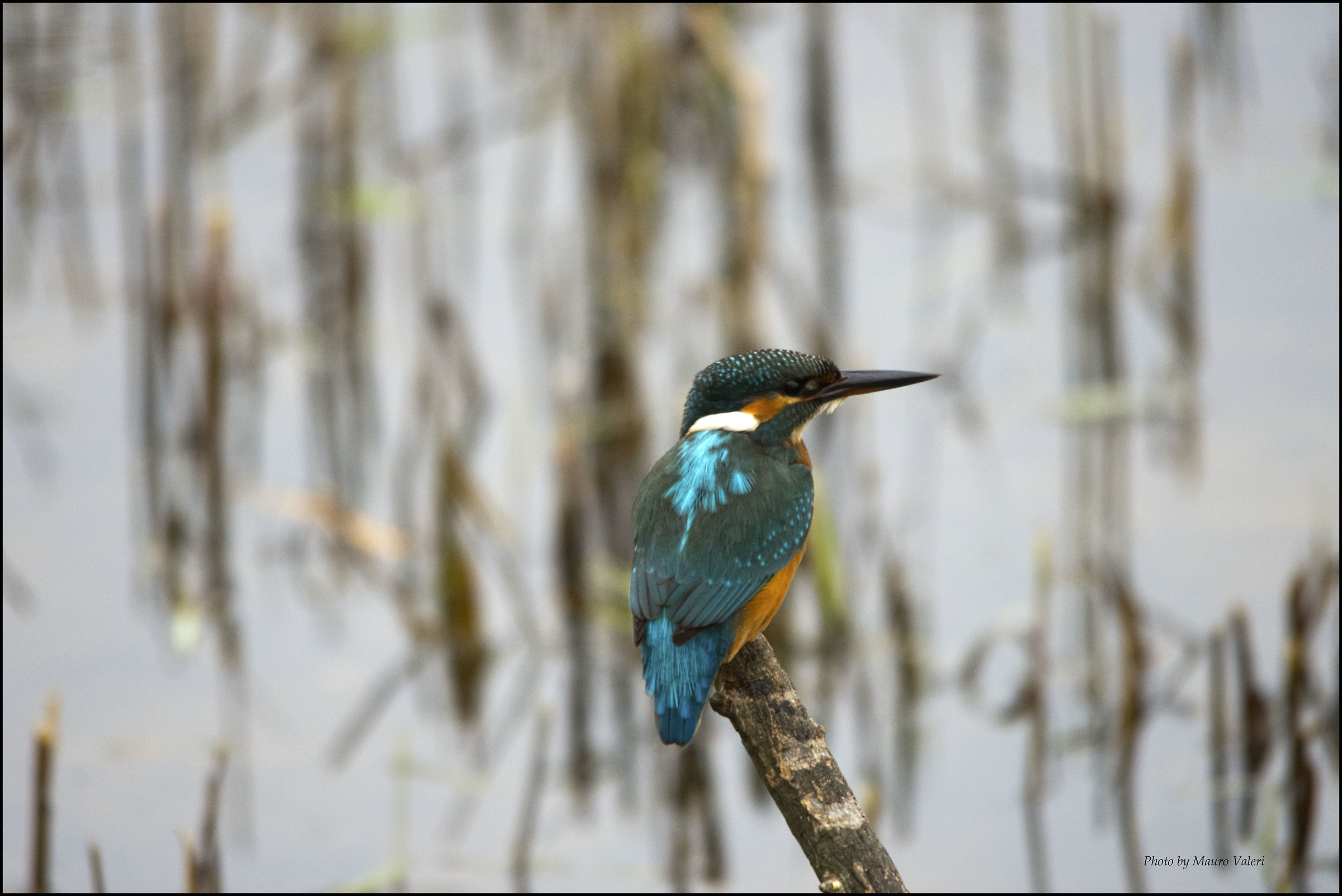 kingfisher