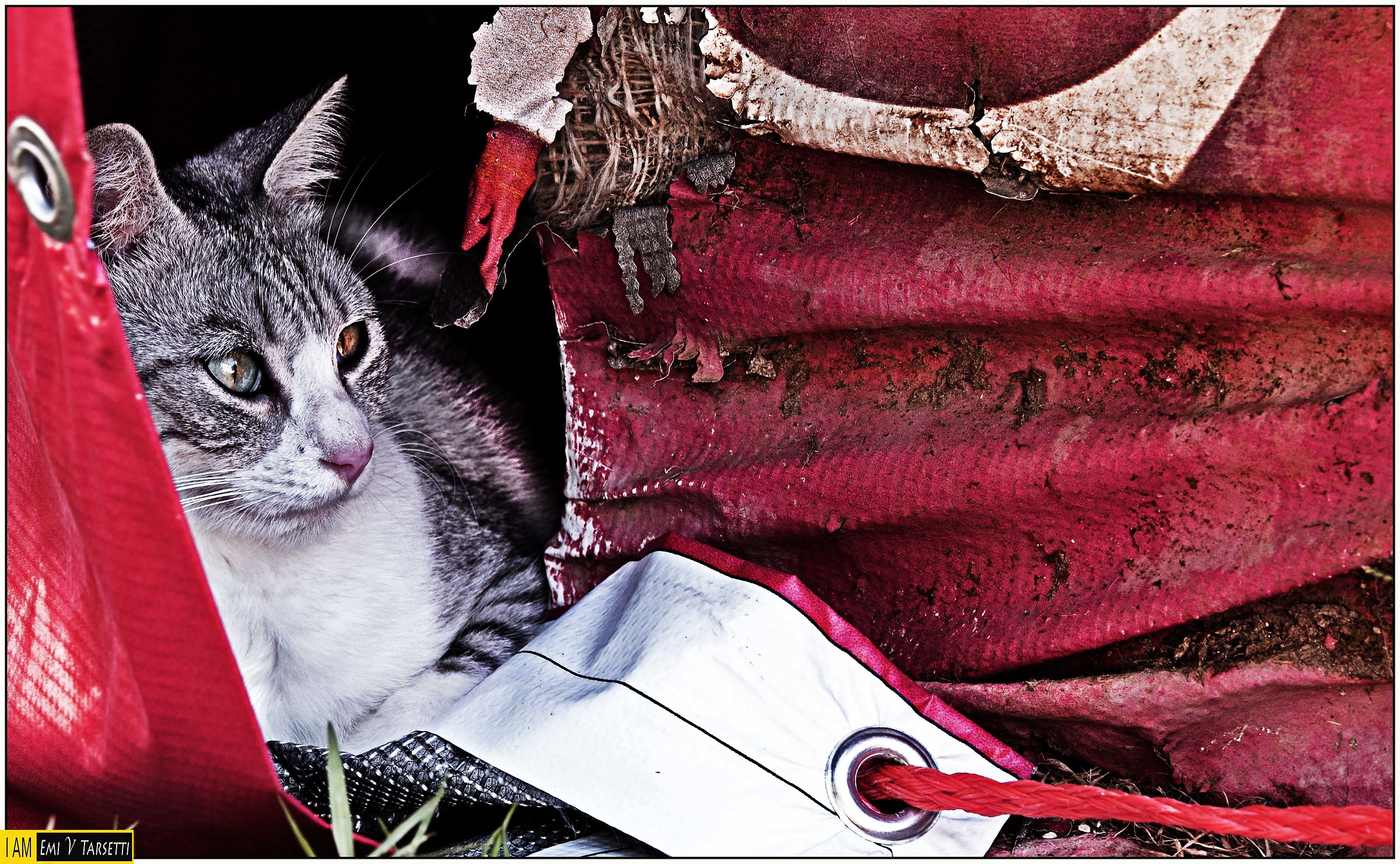 neve - gattile di ancona