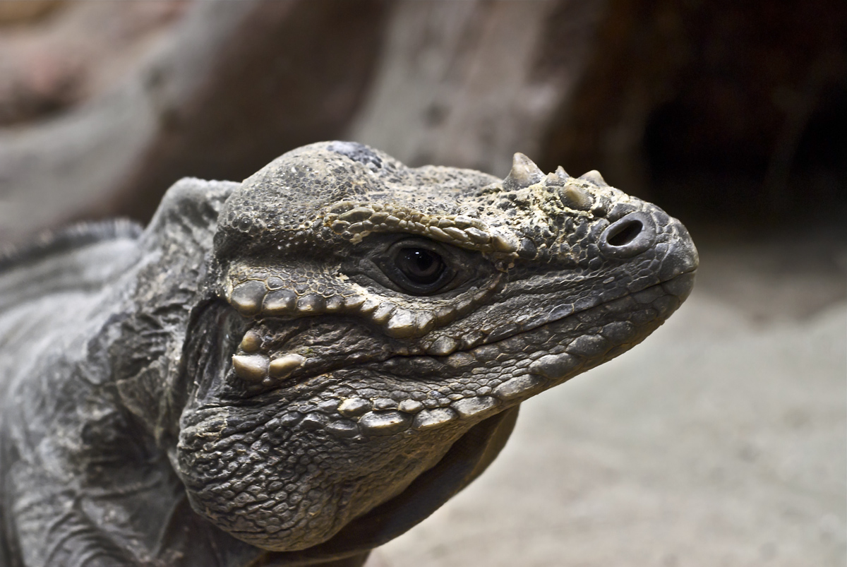 Iguana rinoceronte