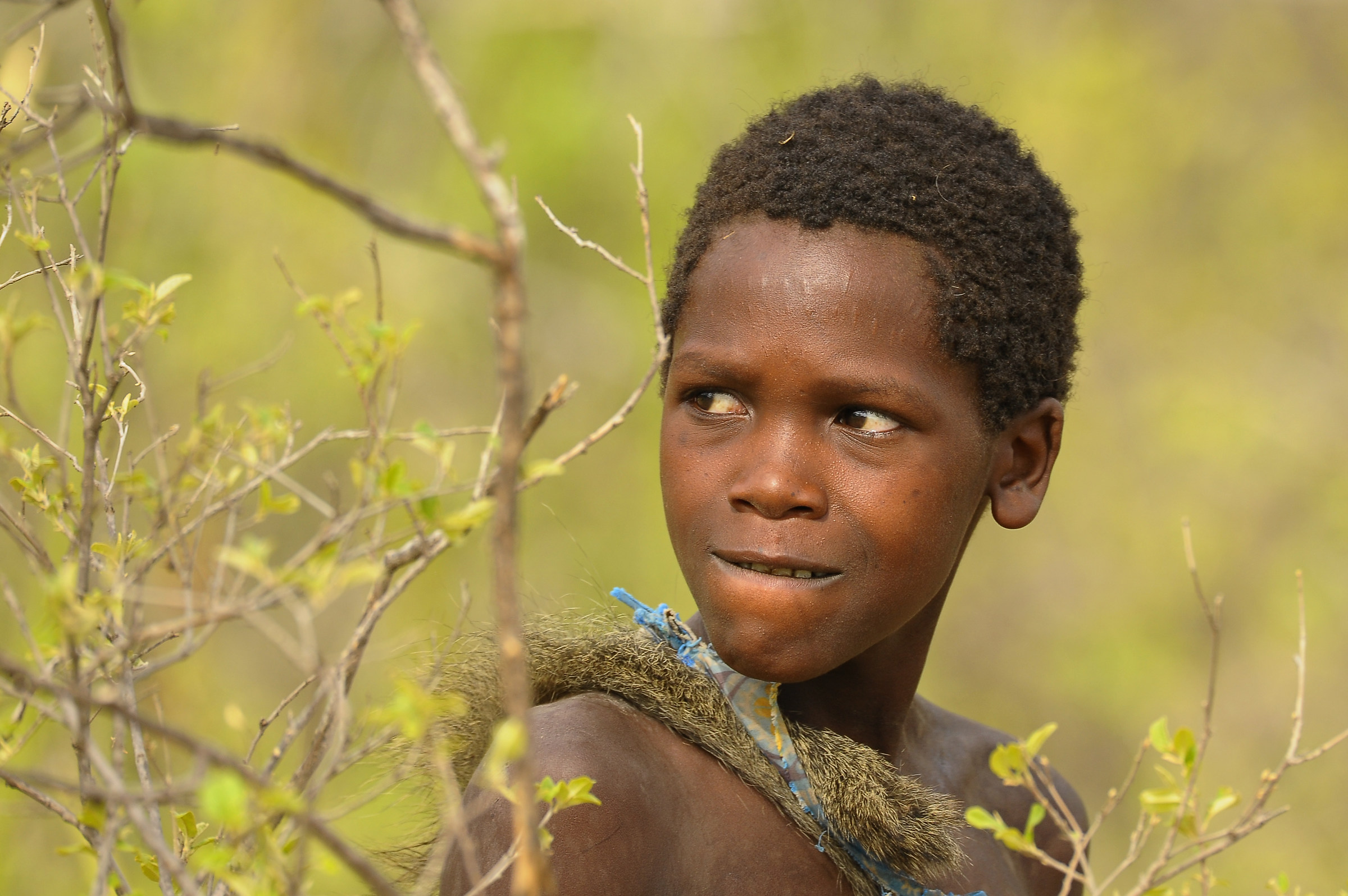 Eyes they become adults