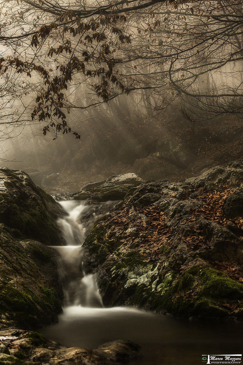 Sprazzi nella Nebbia