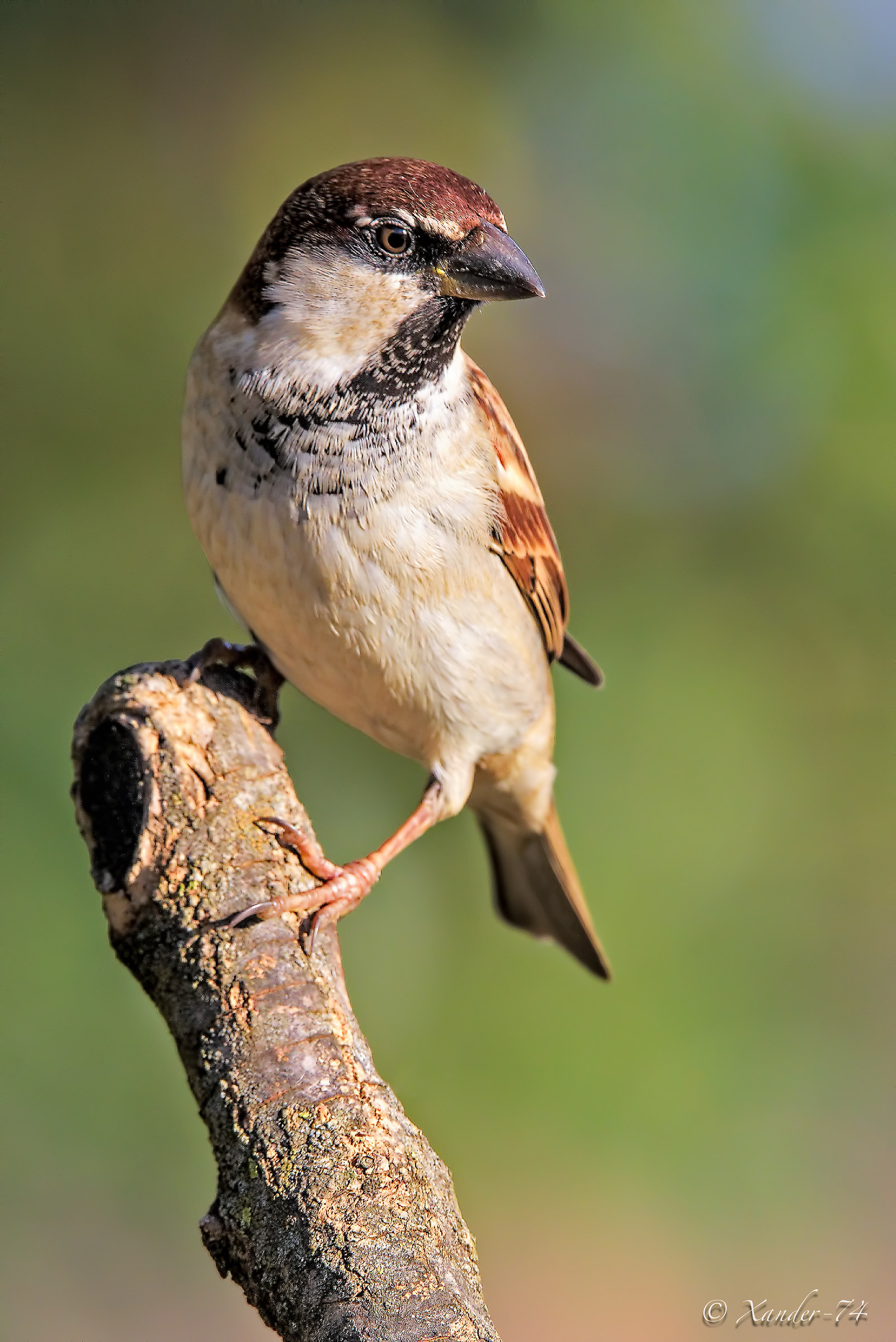 il meno fotografato (mosso)