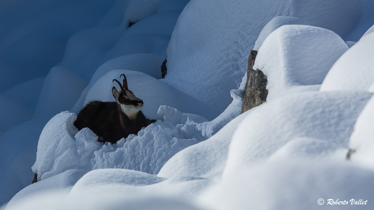 tra luci ed ombre, nel soffice tepore della neve