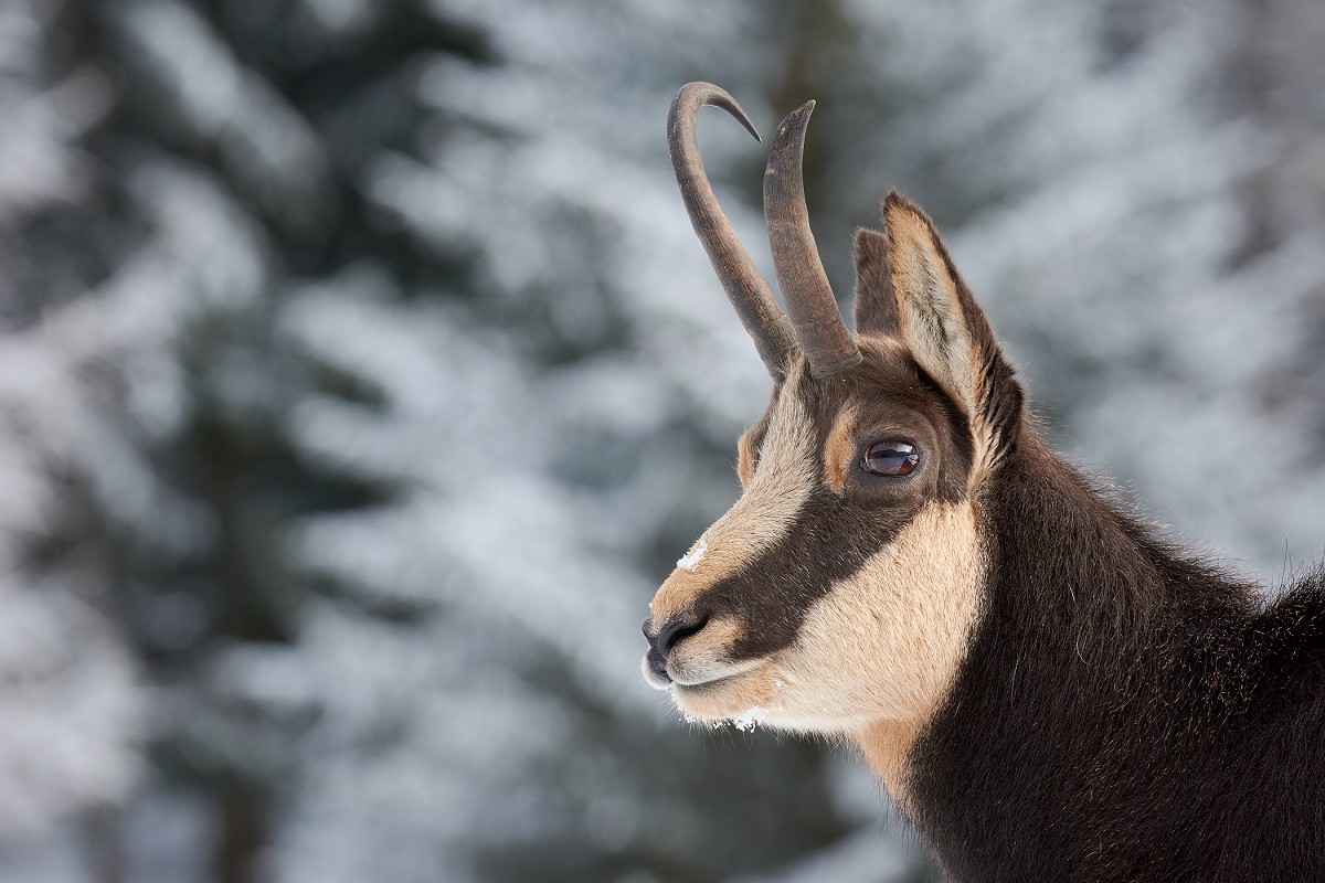 Ritratto di camoscio