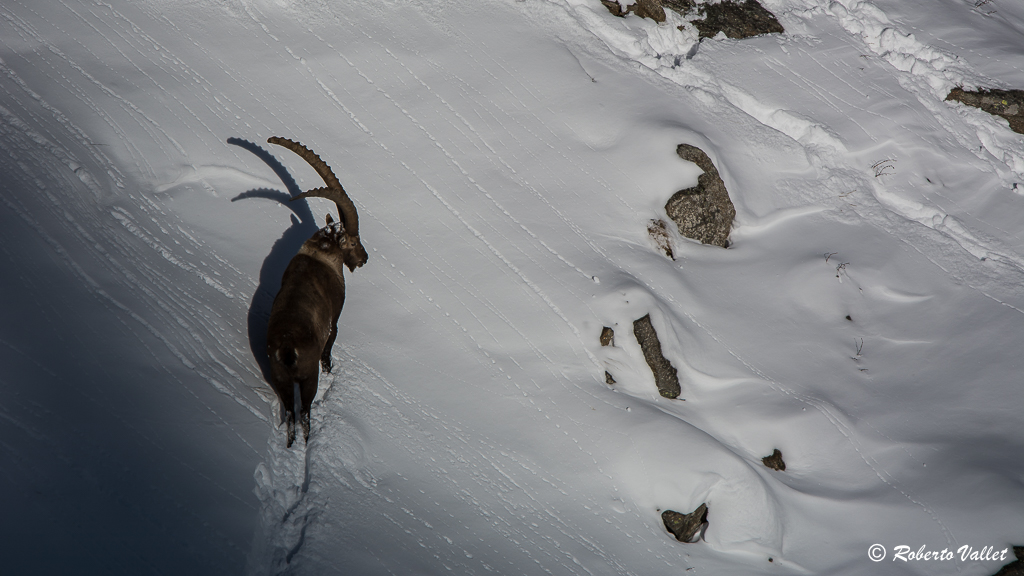 between light and shadow, it controls the territory