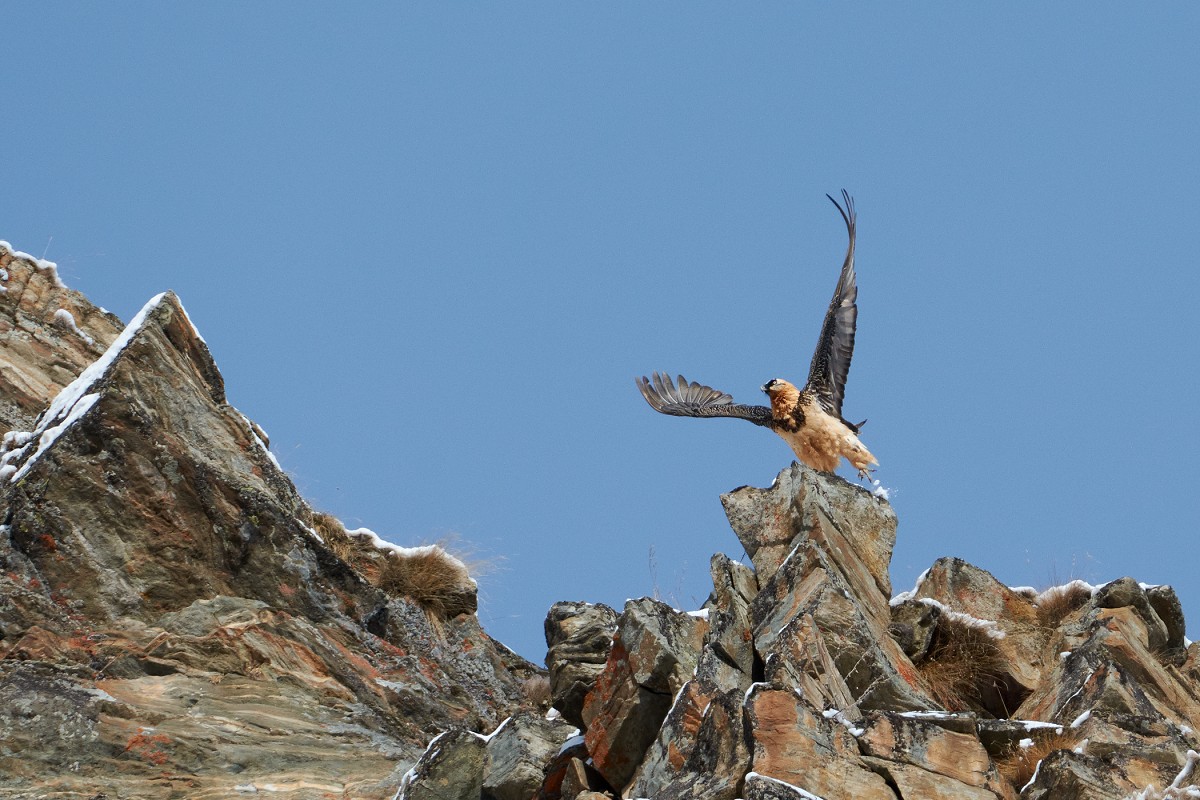 Lo stacco del Gipeto