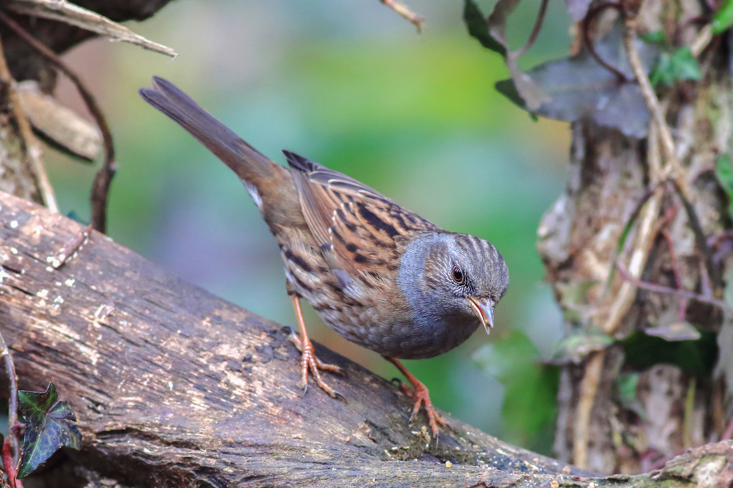 Dunnock