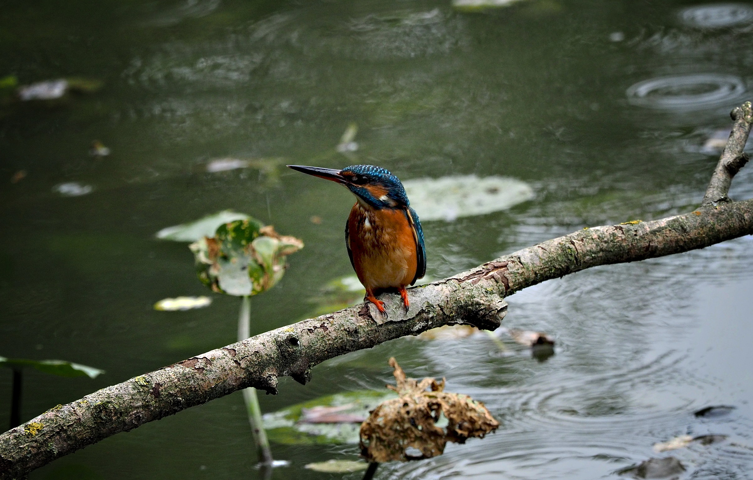 kingfisher