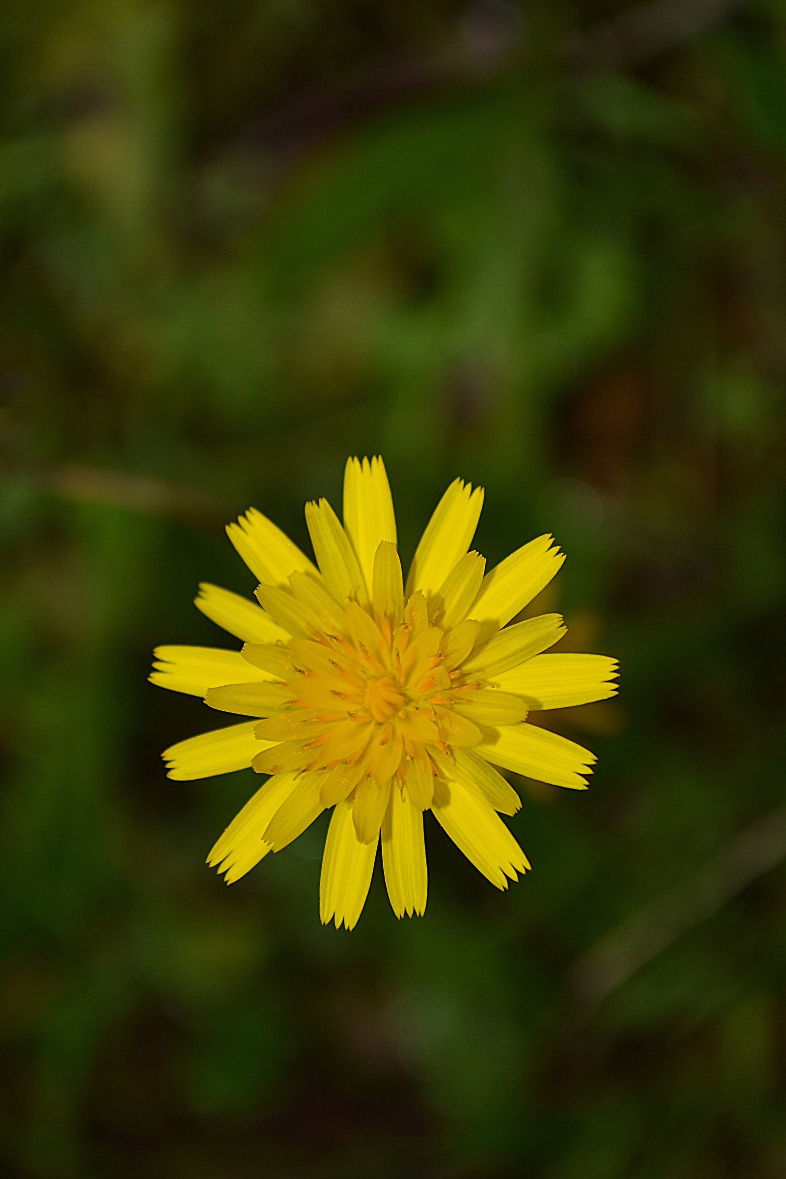 Yellow flower