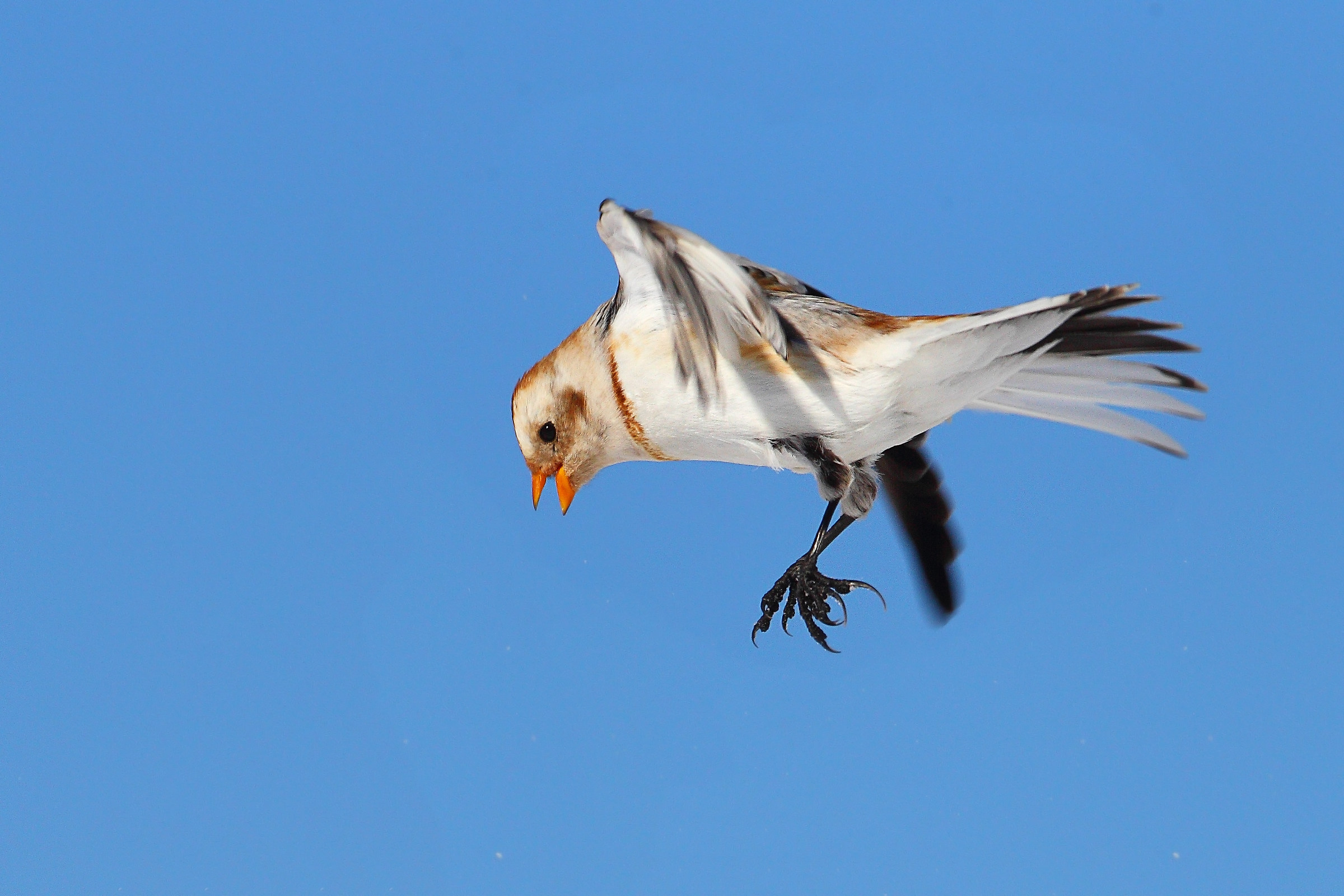 Snow Bunting