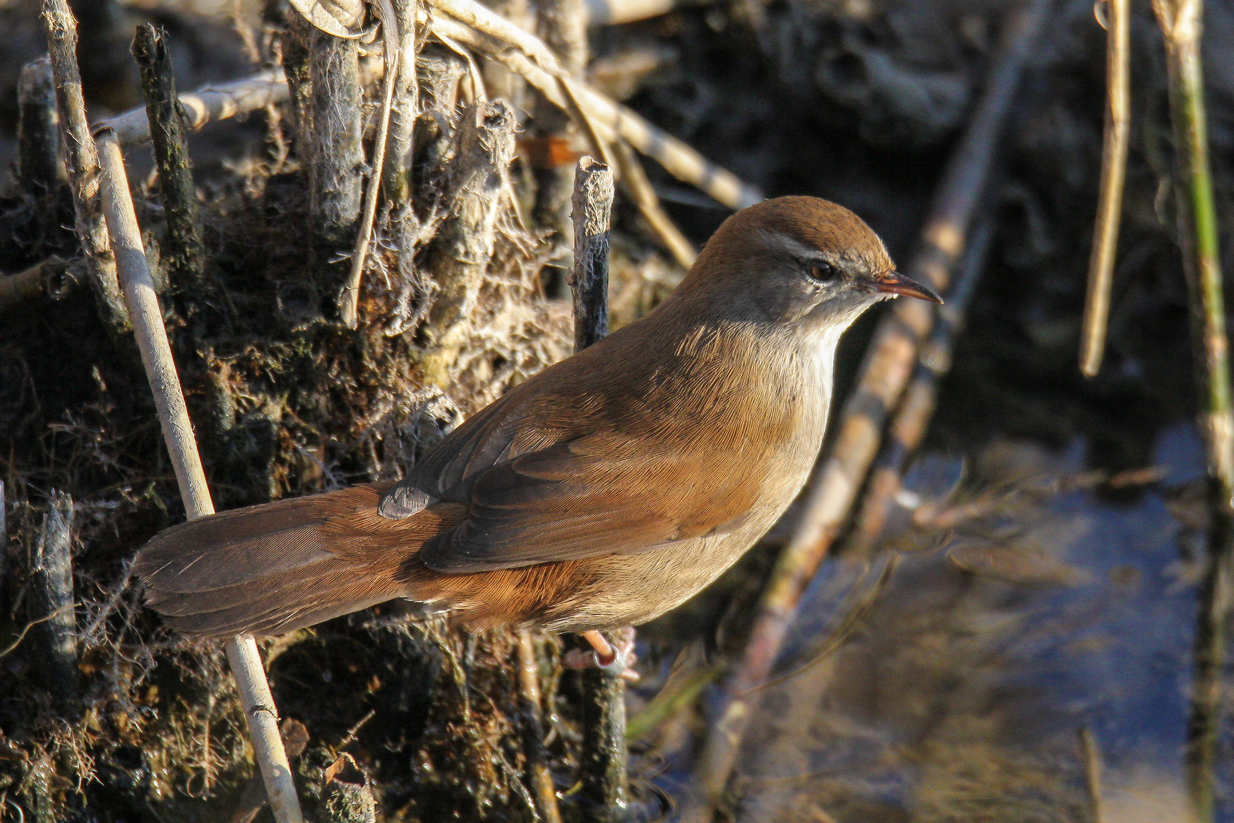 Cetti's warbler