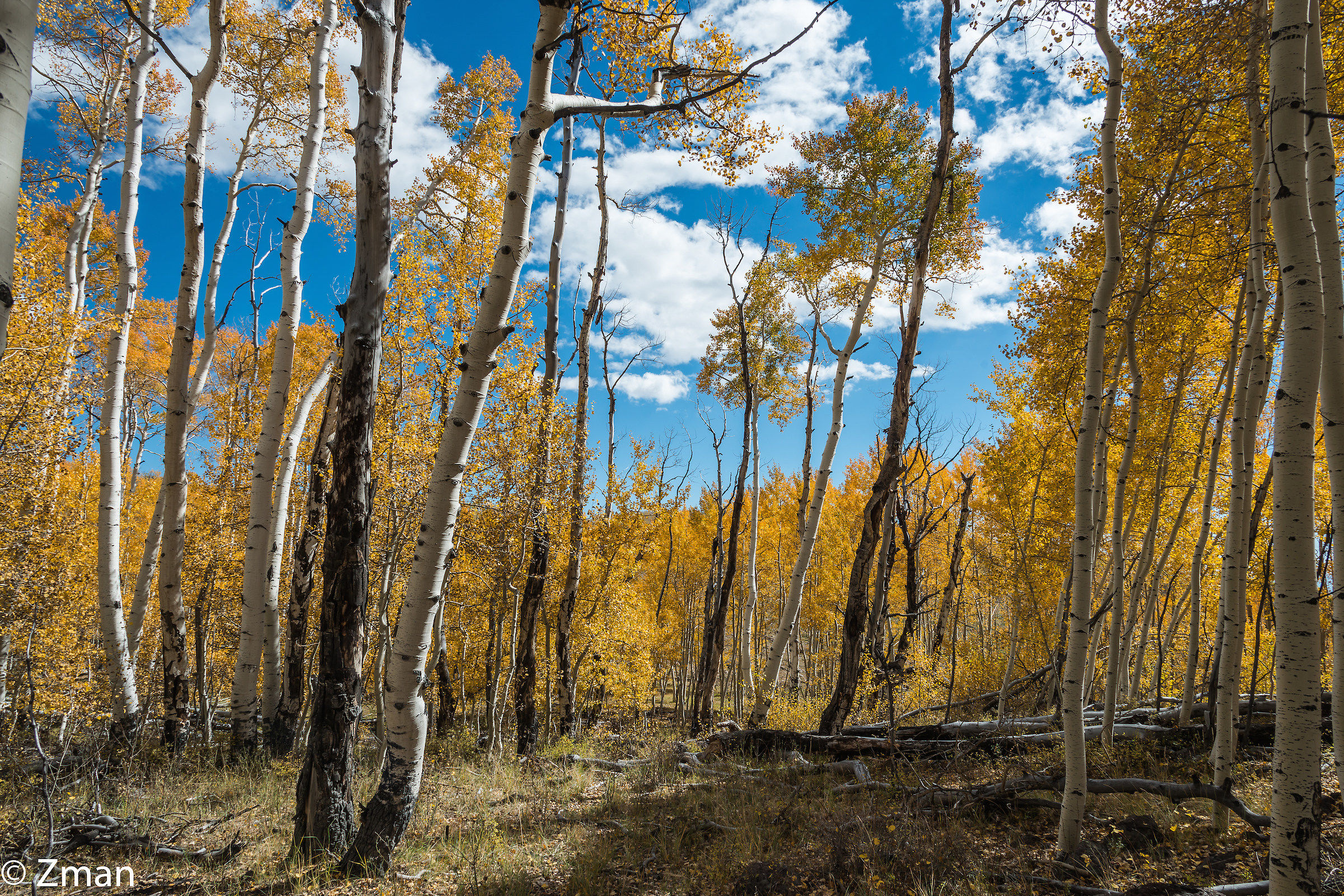 Aspen Trees