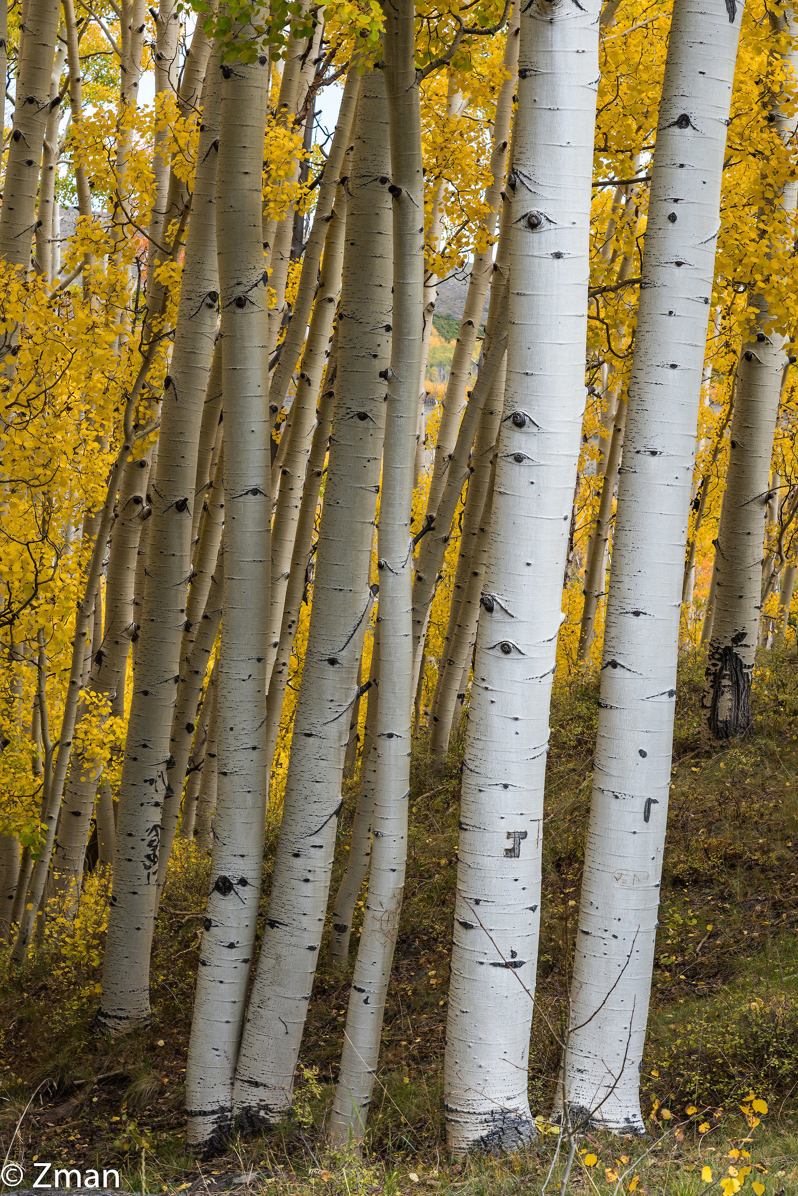 Aspen Trees