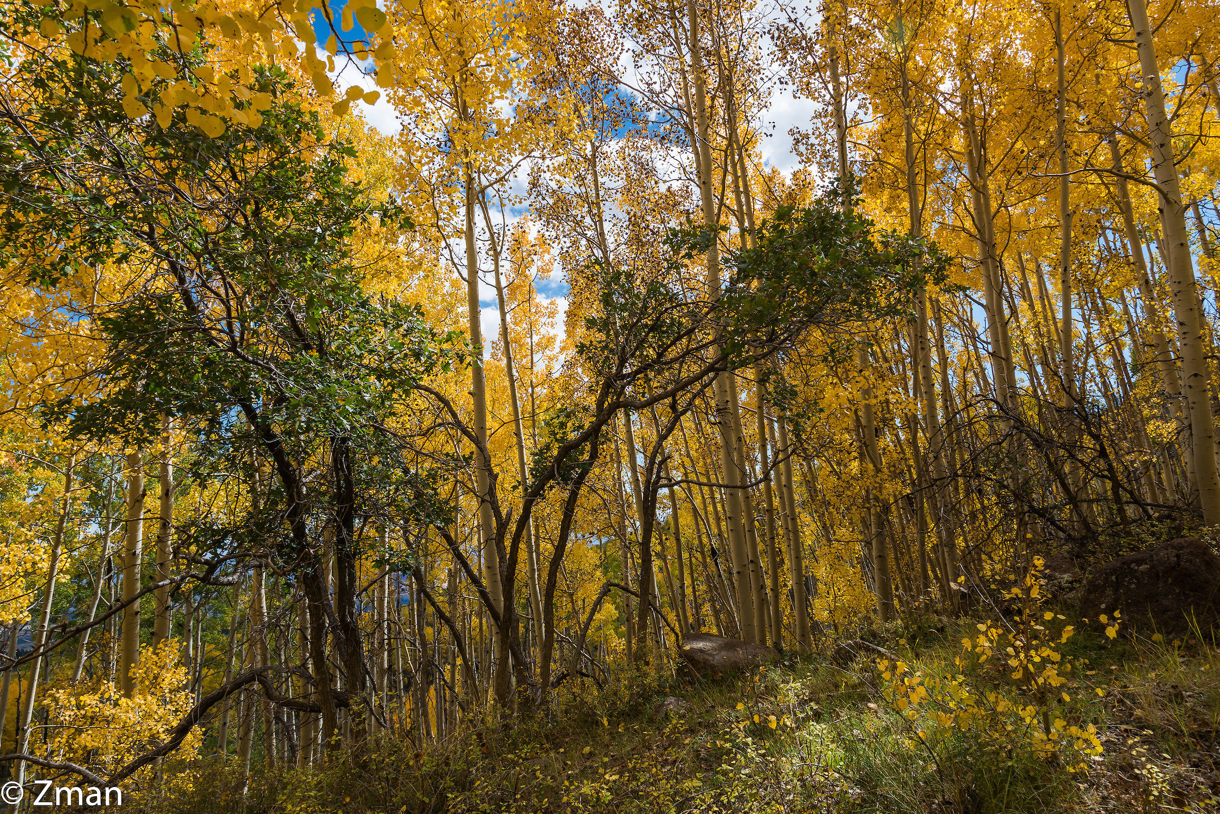 Aspen Trees