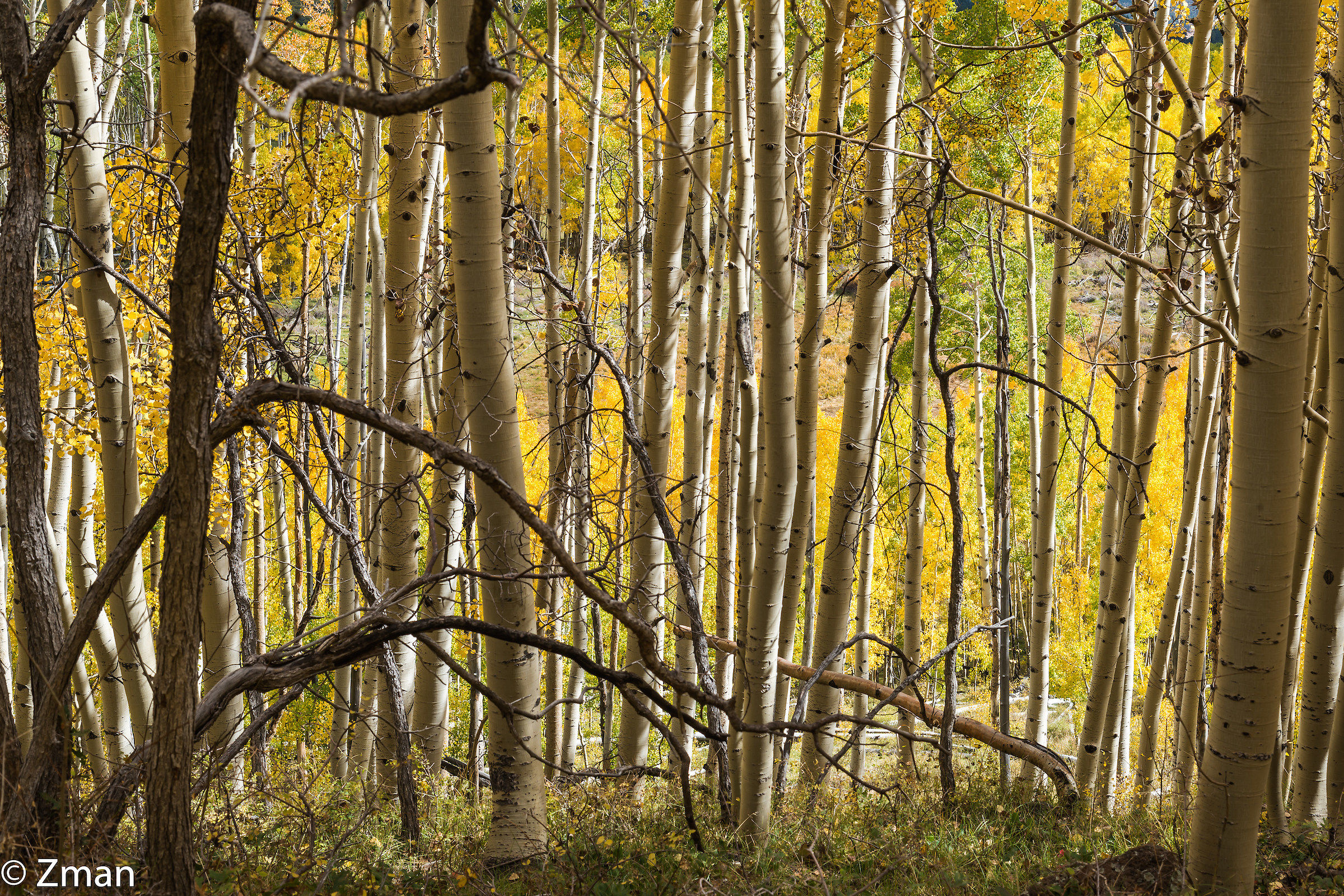 Aspen Trees