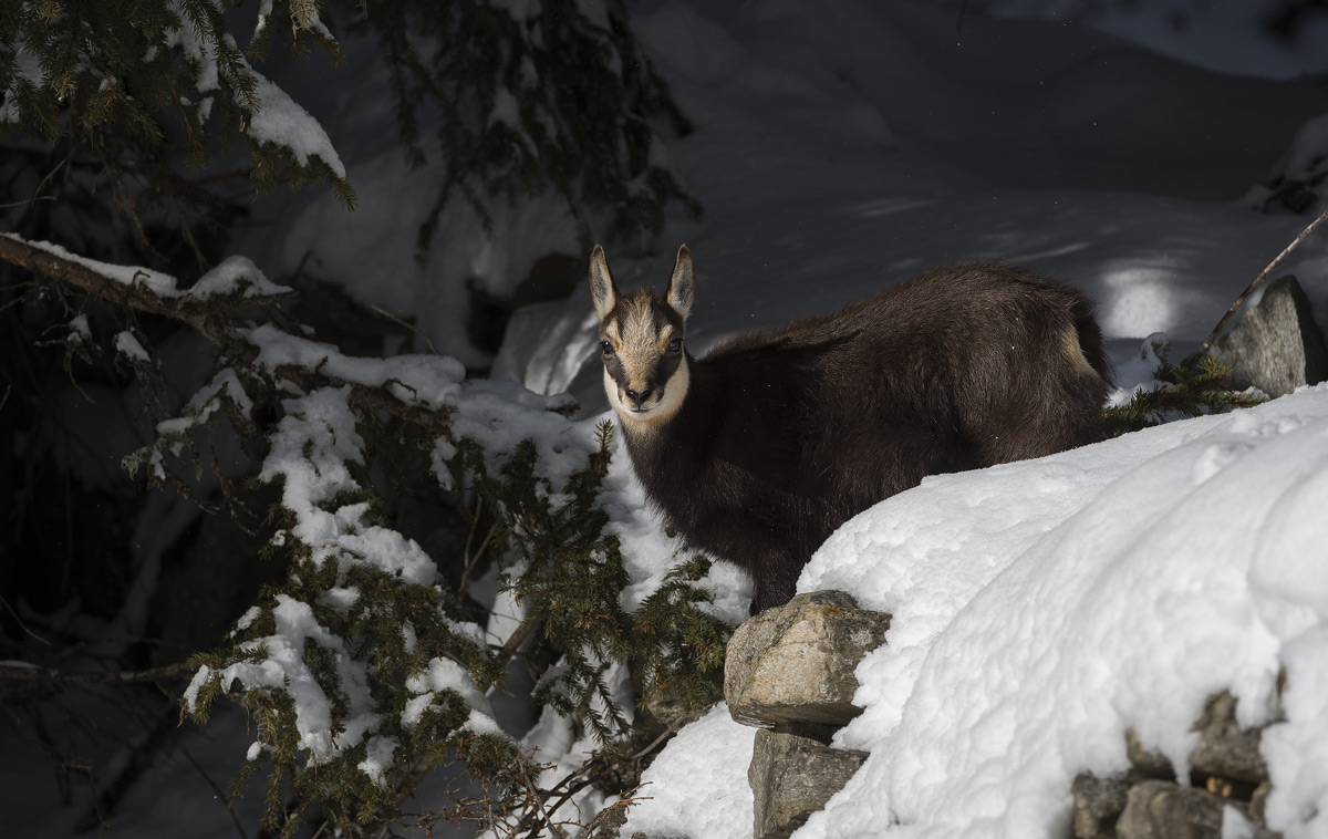 Chamois