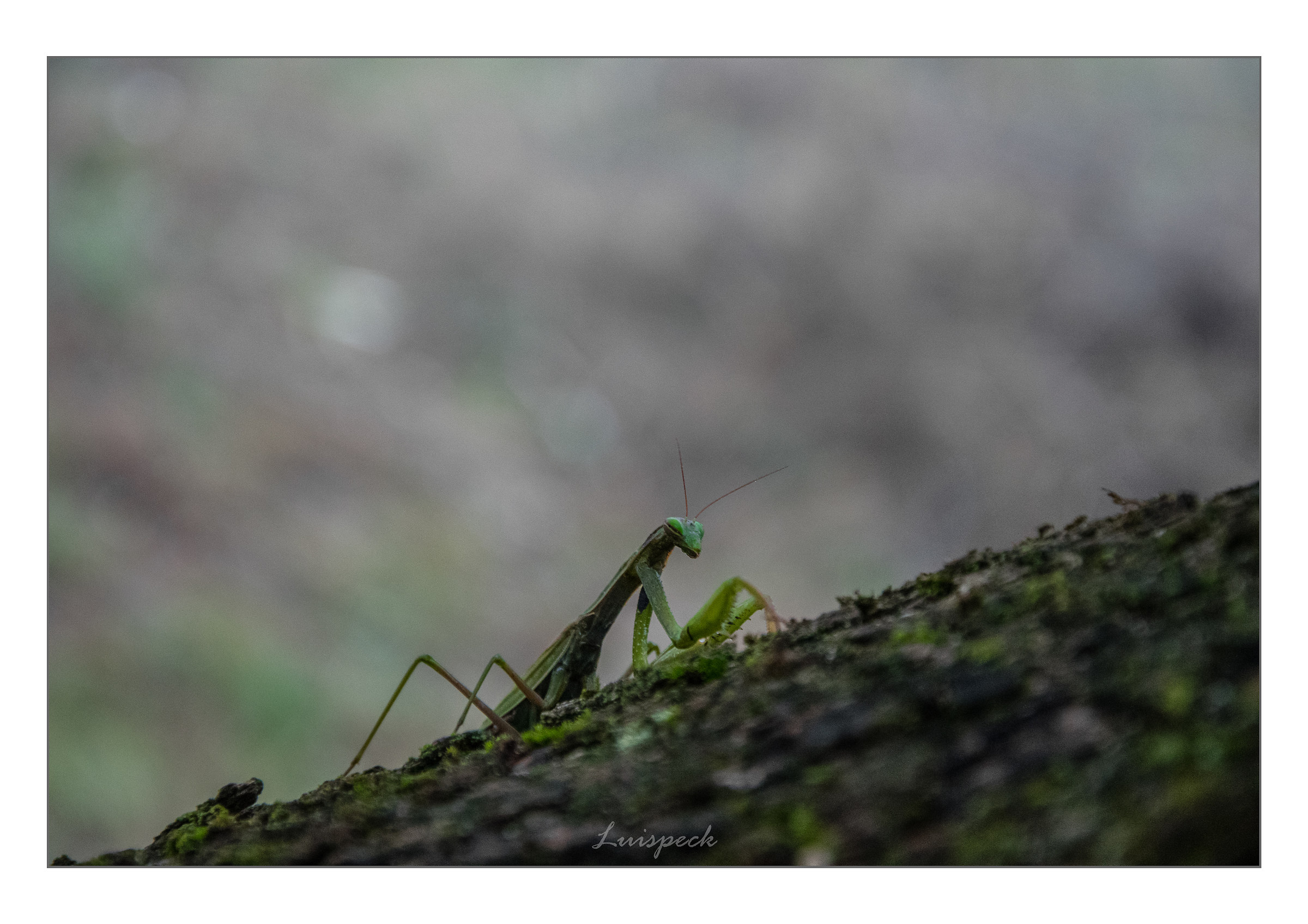 Praying mantis