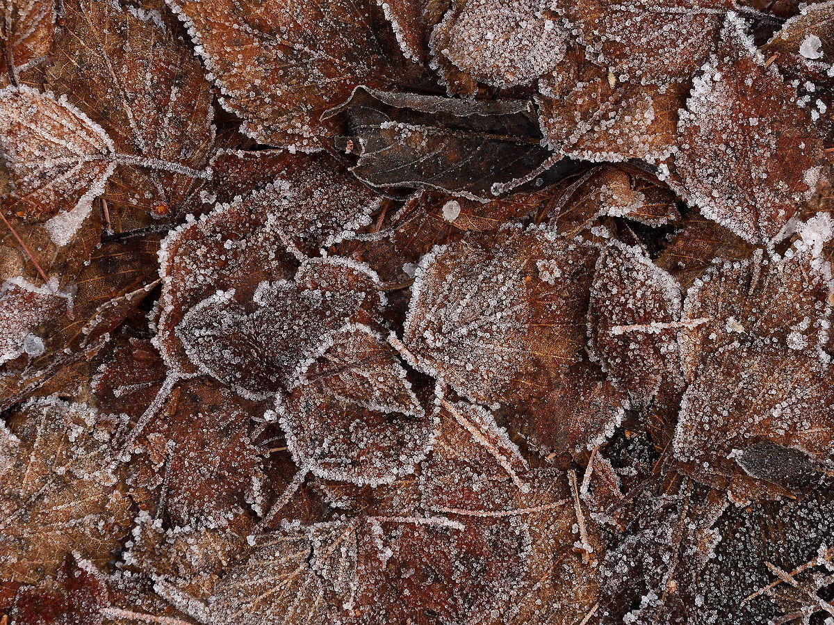 Frost autumn 4