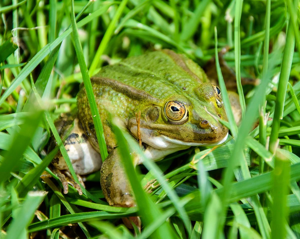 Treefrog