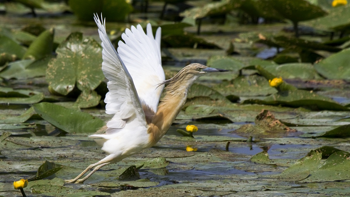 Lo slancio della Sgarza Ciuffetto
