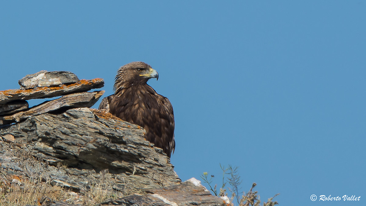 Attenta e pronta allo scatto