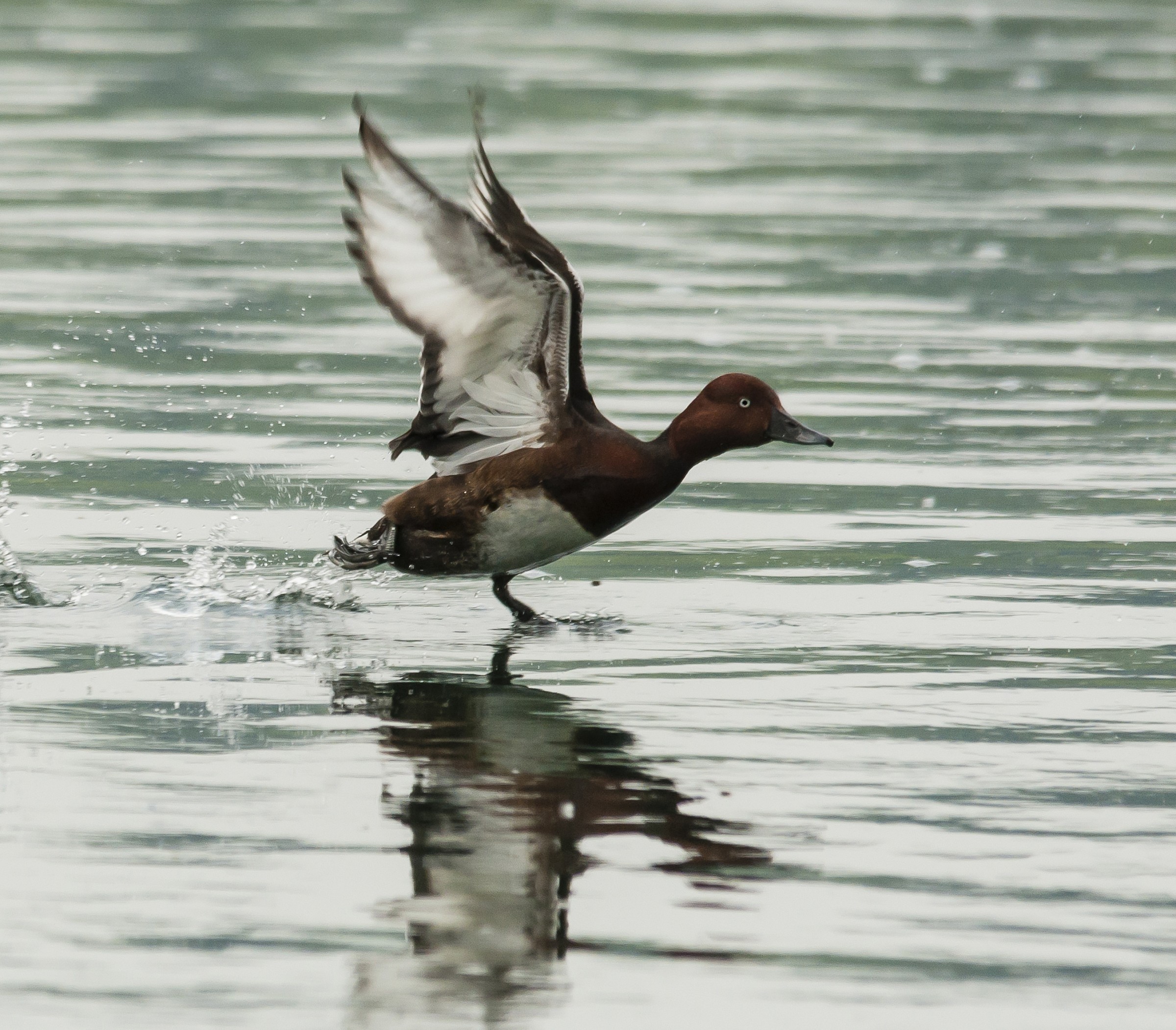 Ferruginous ..... in a hurry