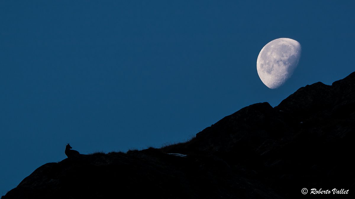 Un regard vers la lune ...