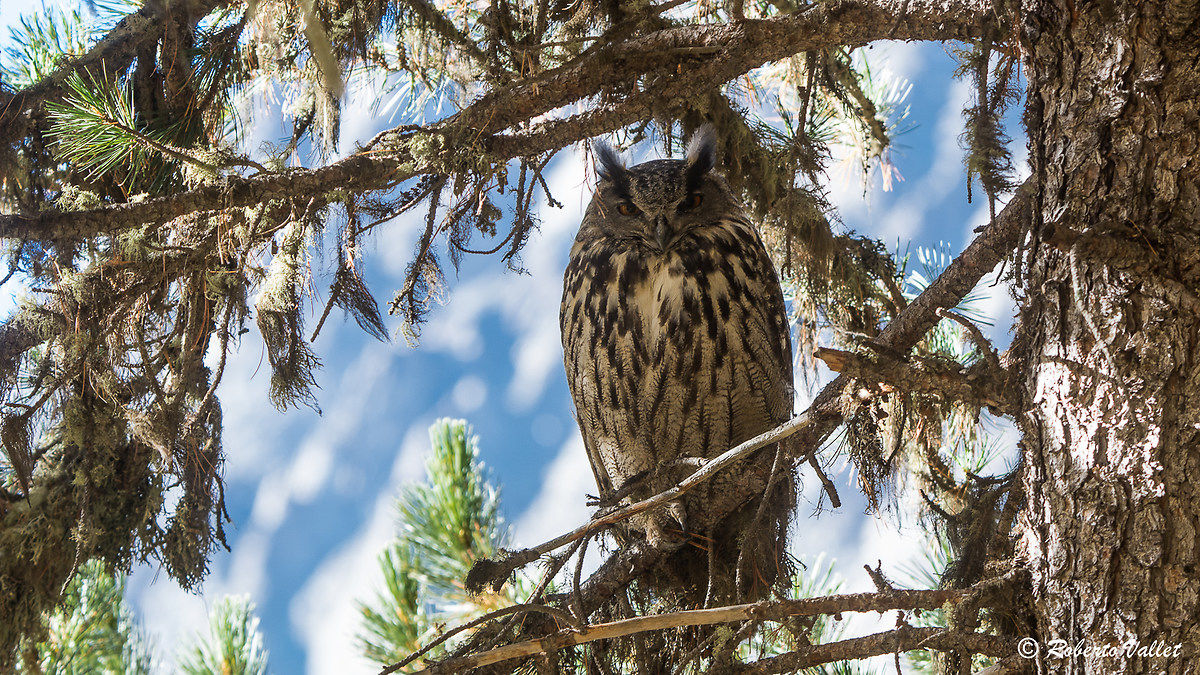 Surprise in the autumn forest ... owls !!