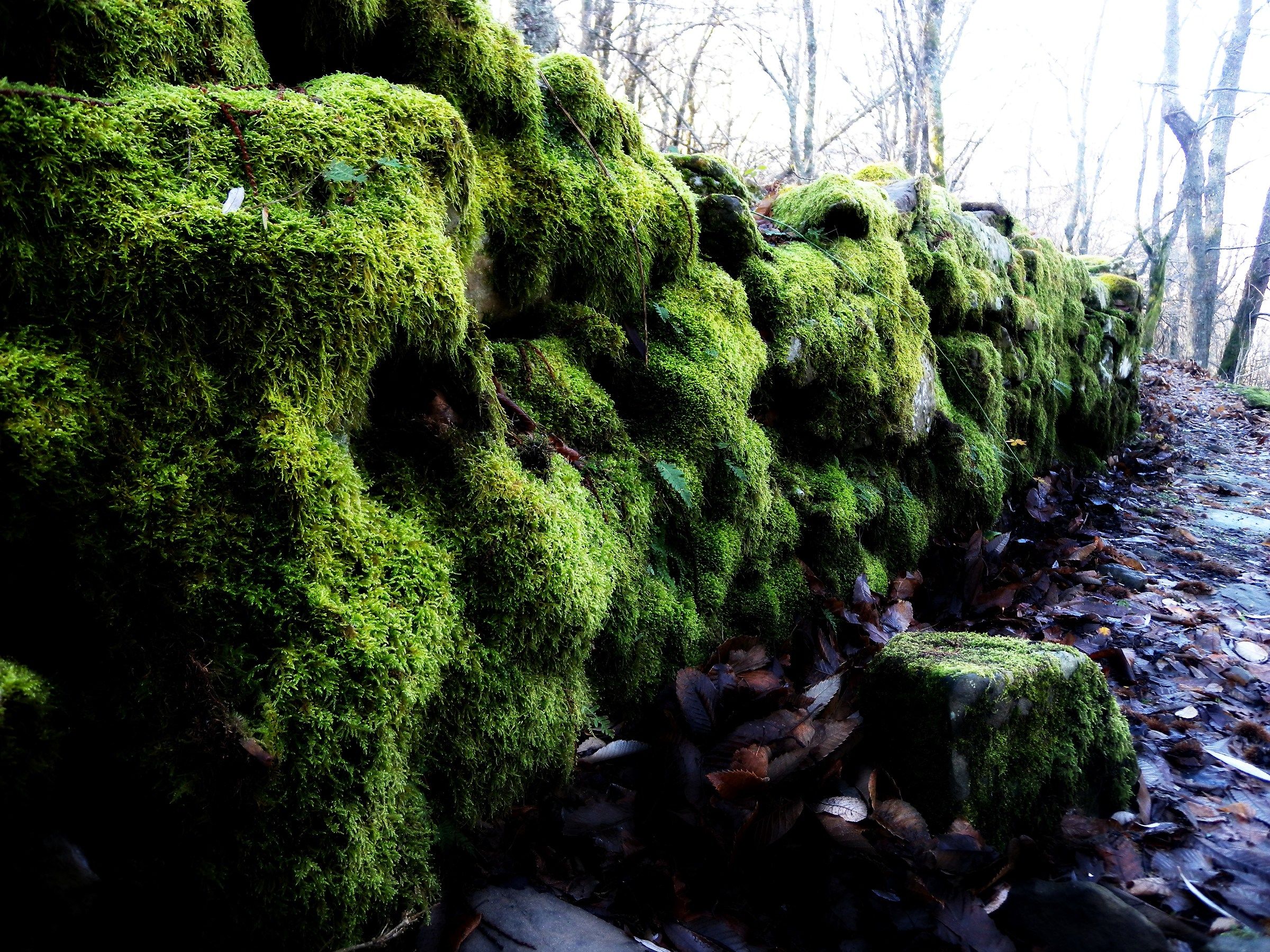 Moss
