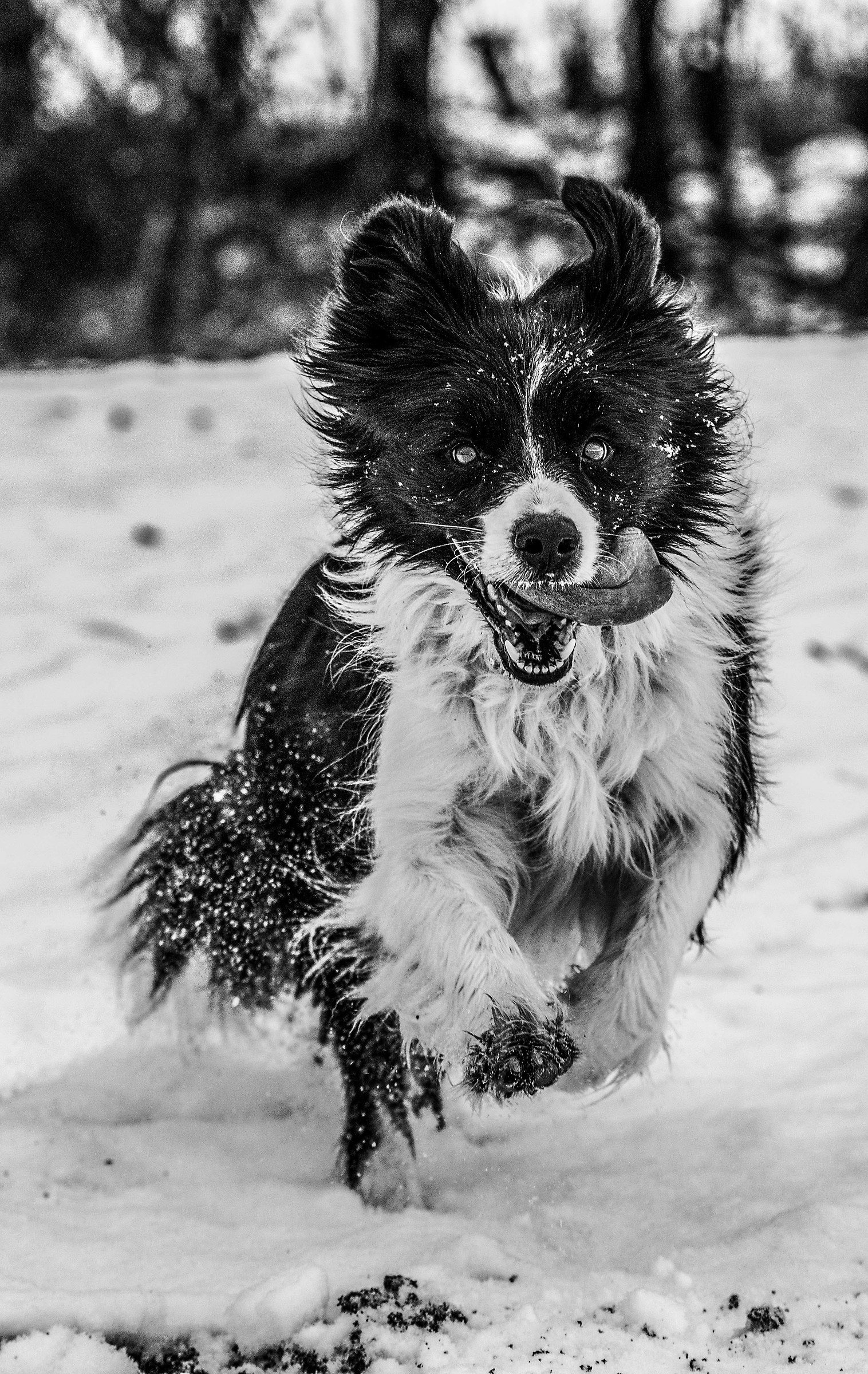 the border of the snow 2