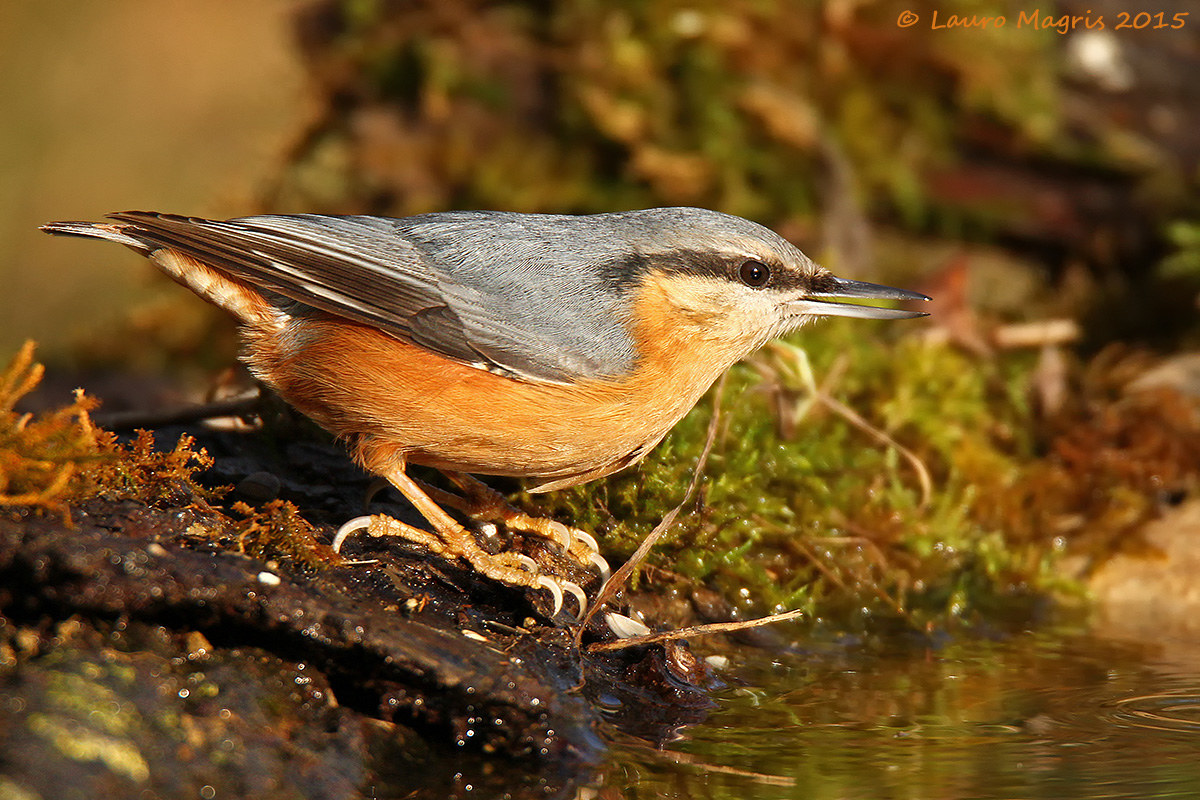 Nuthatch