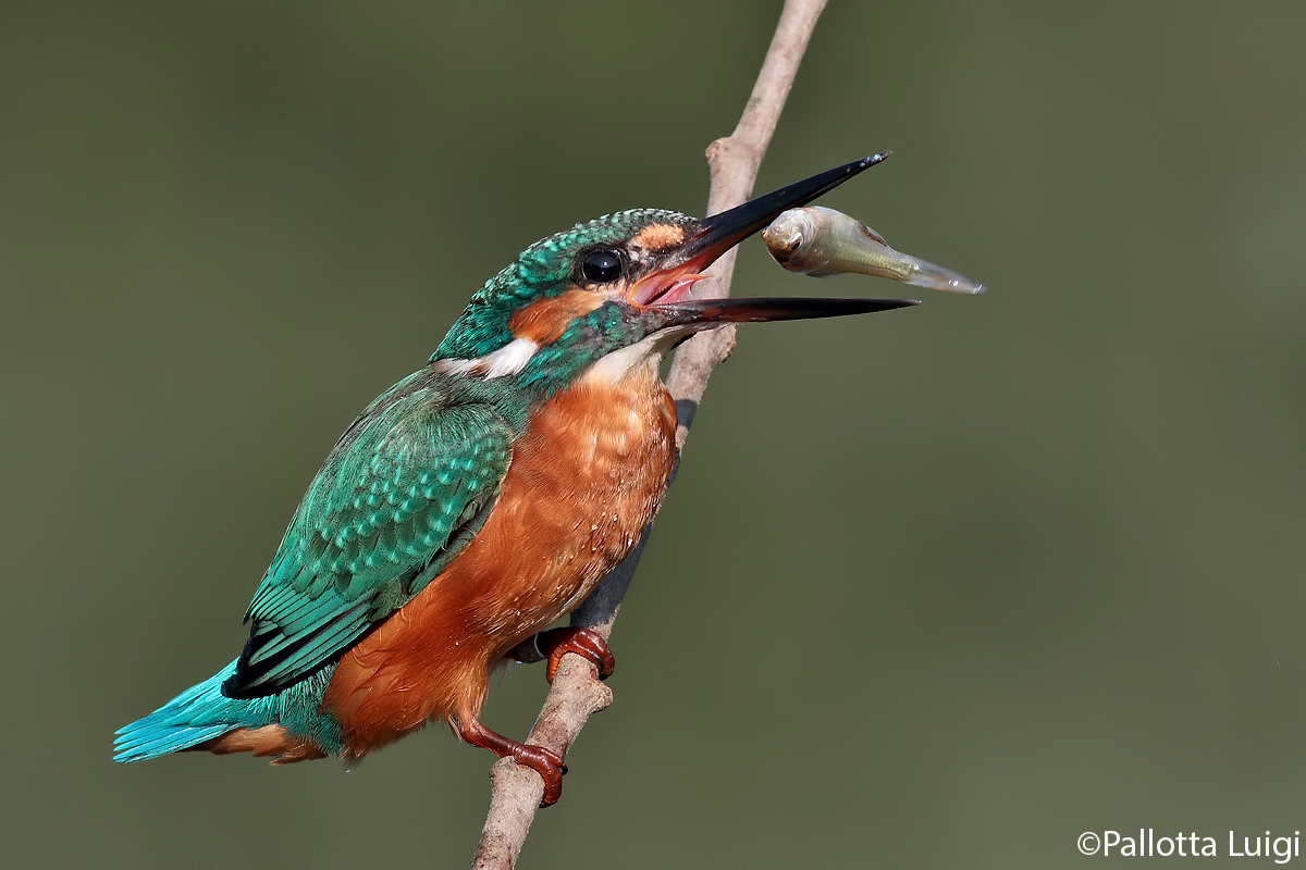 Martin pescatore (Alcedo atthis)