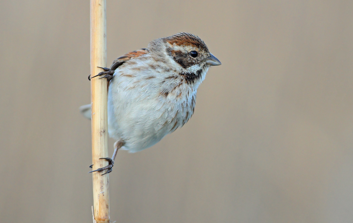 Reed Bunting