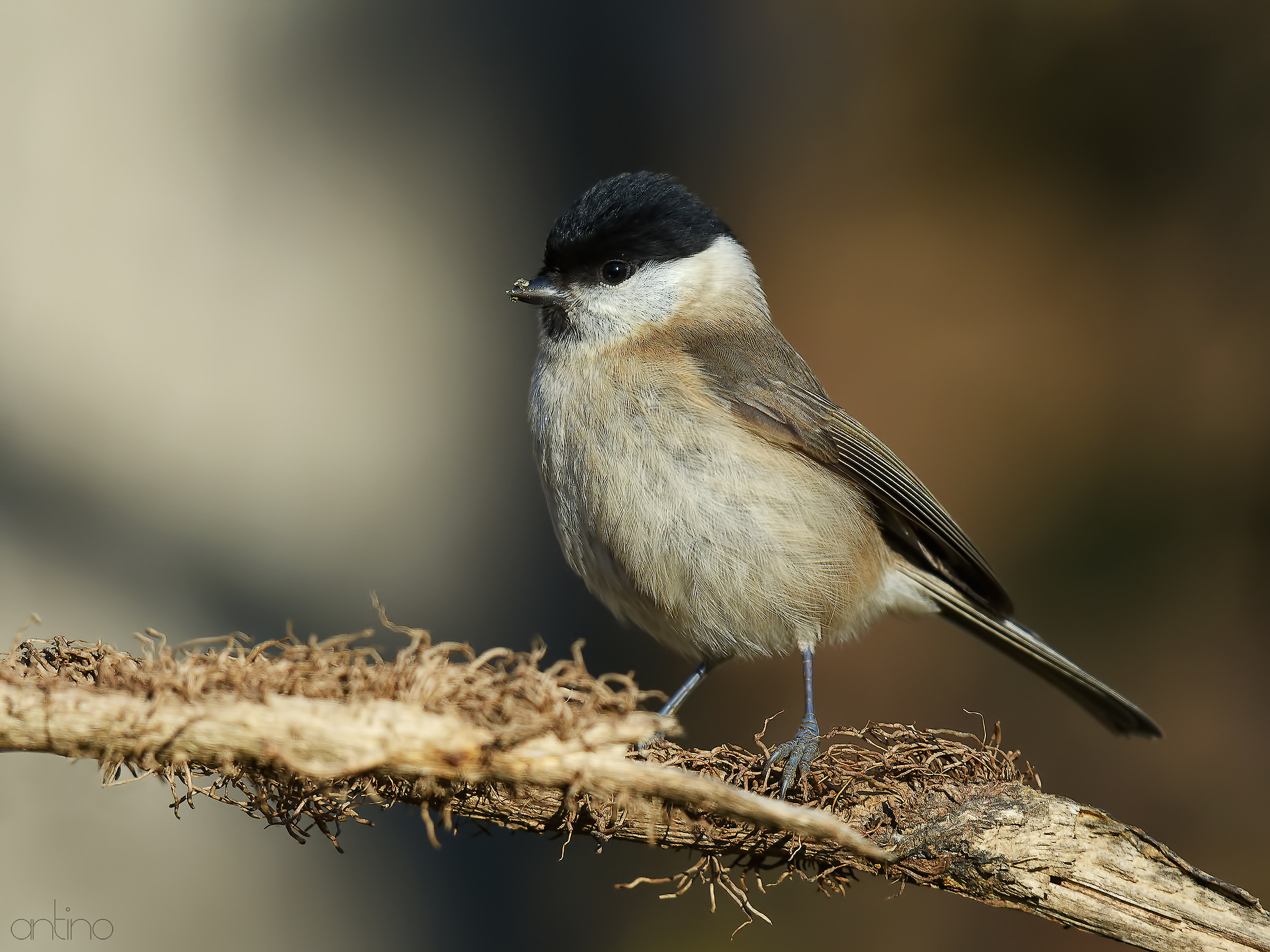 Chickadee