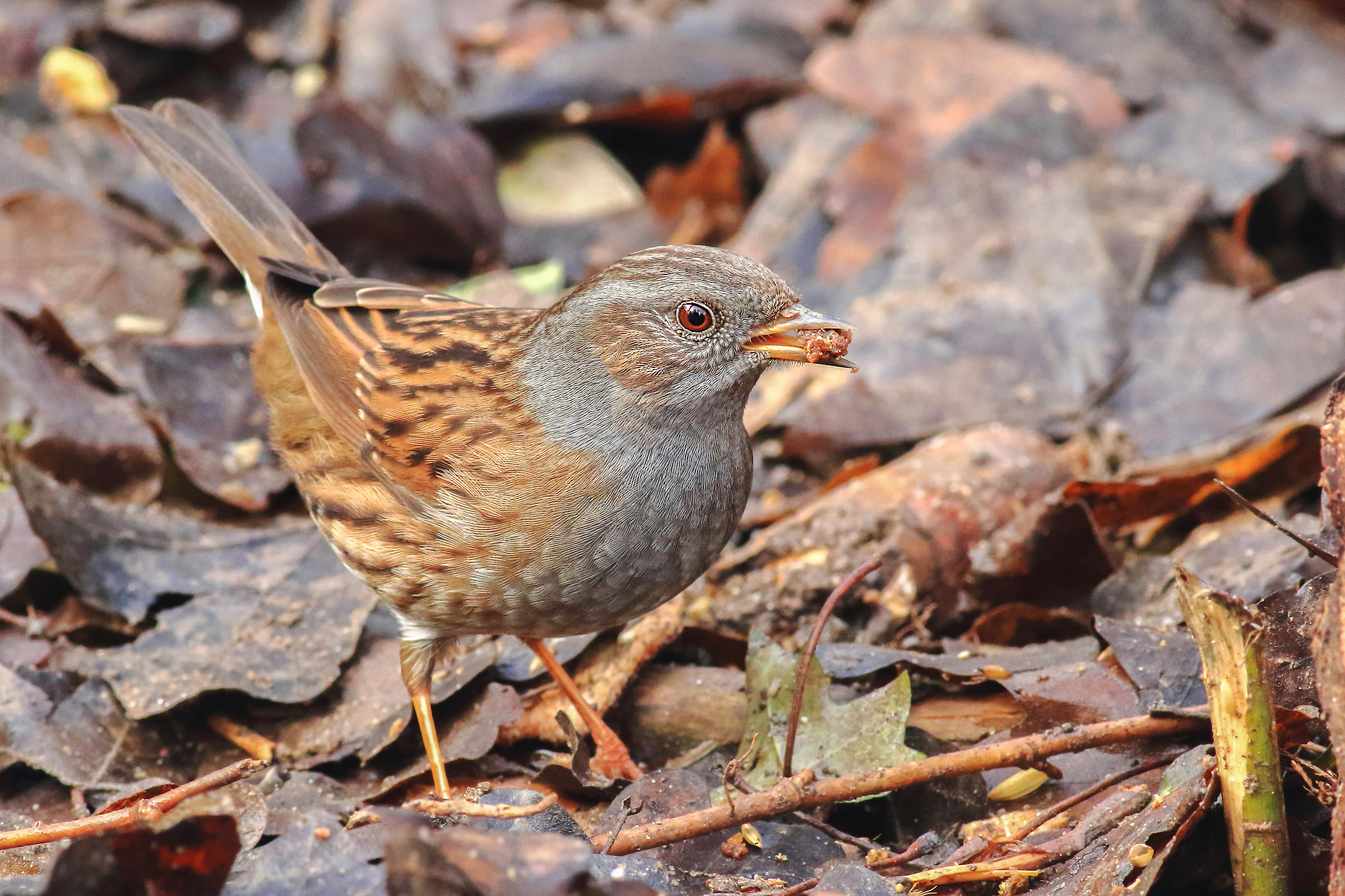 Dunnock