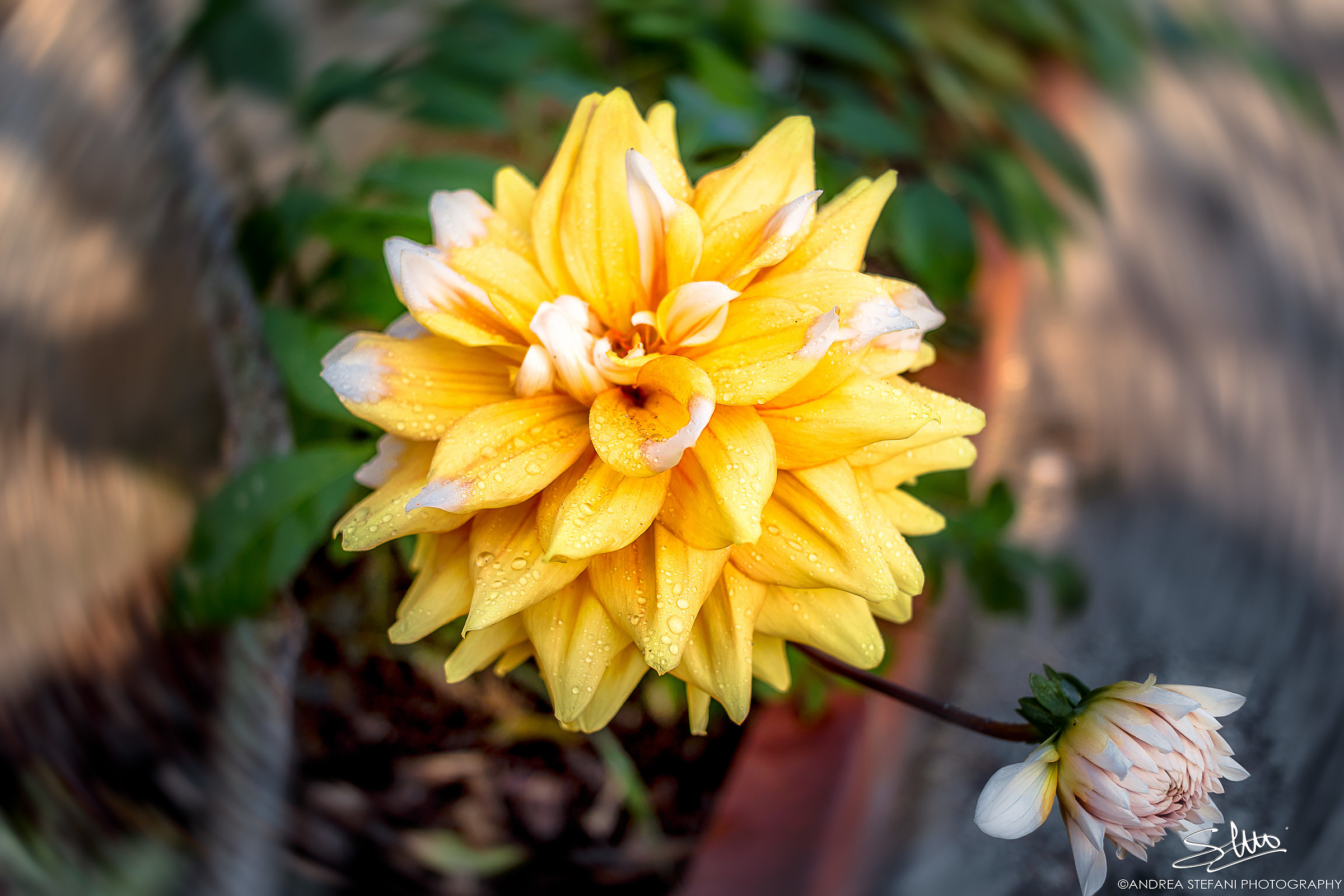 Dahlia gialla