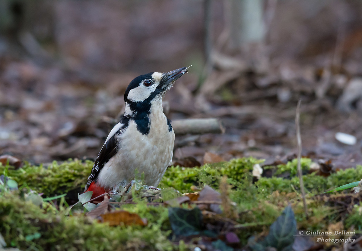 PicchioRosso Maggiore